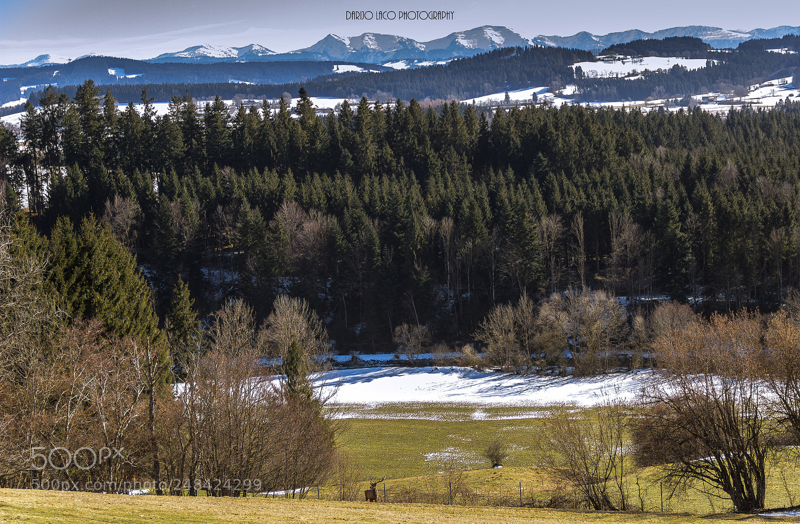 Canon EOS 600D (Rebel EOS T3i / EOS Kiss X5) sample photo. Deer photography