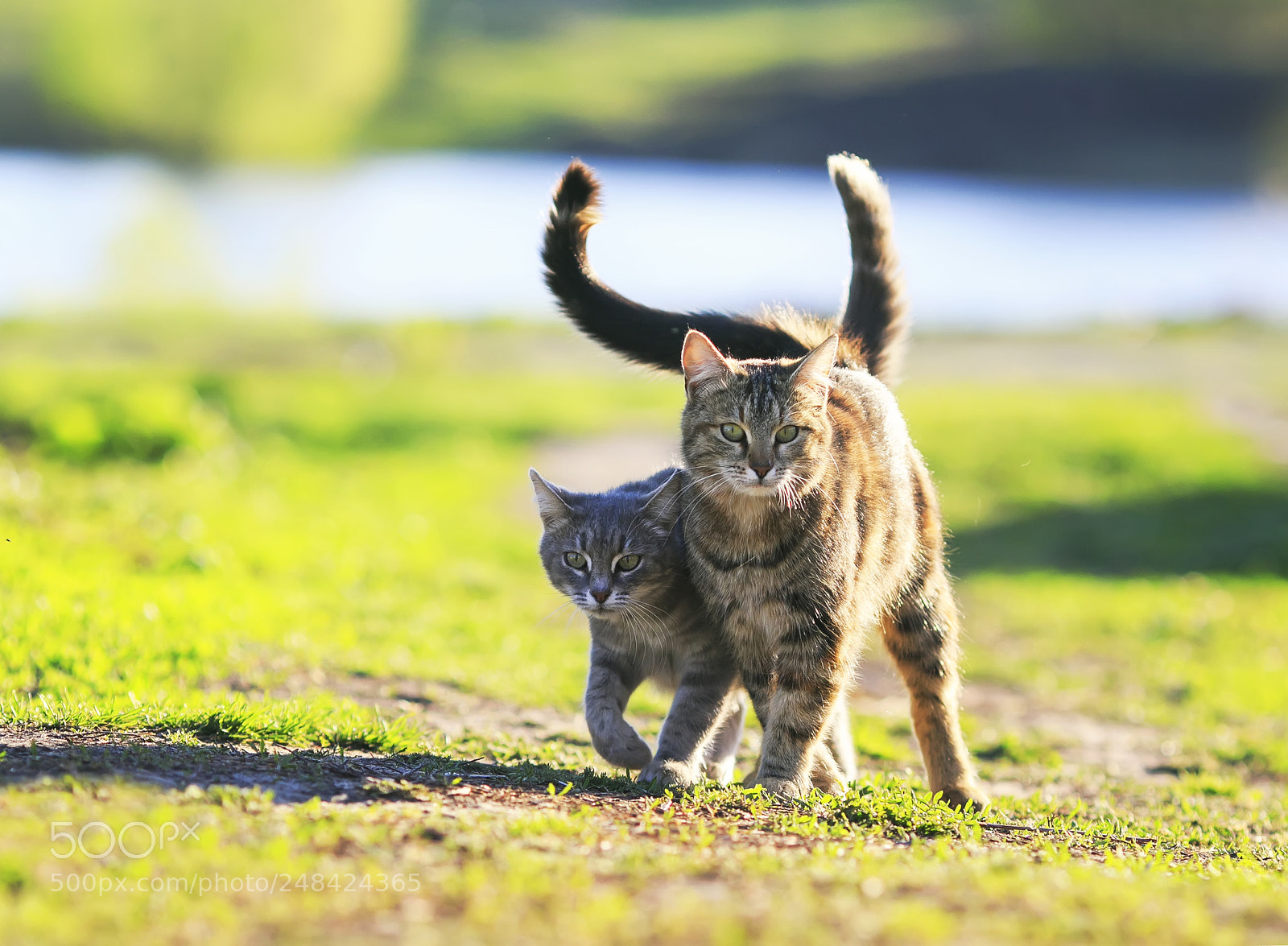 Canon EOS 7D Mark II sample photo. Two cute striped kitten photography