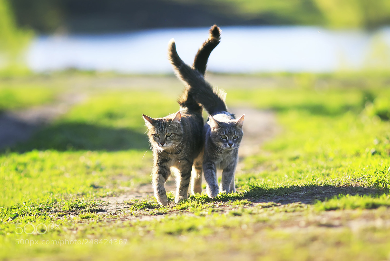 Canon EOS 7D Mark II sample photo. Two cute striped kitten photography