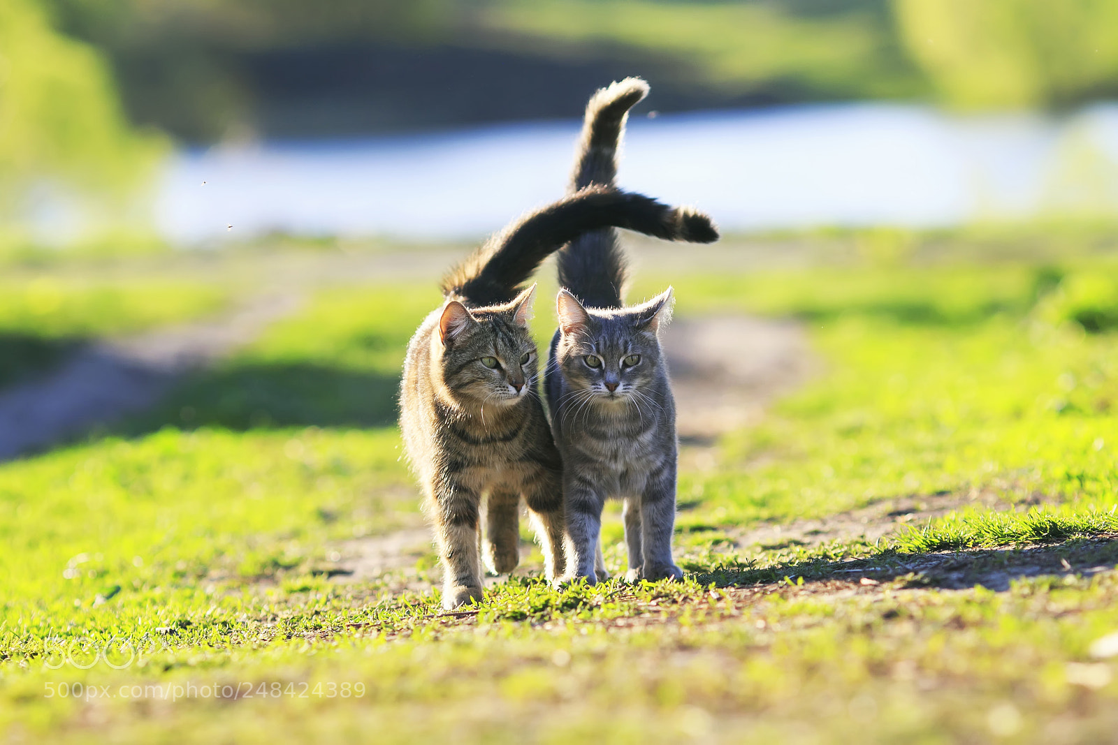 Canon EOS 7D Mark II sample photo. Two cute kitten walking photography