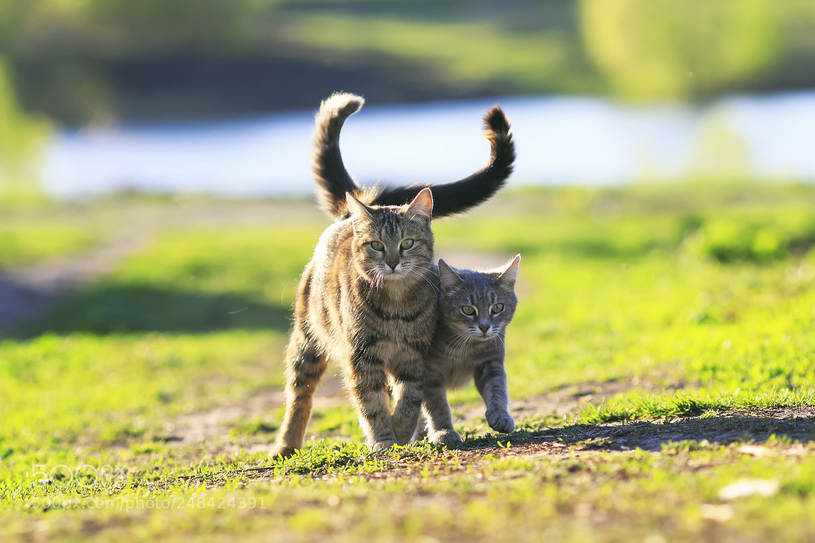 Canon EOS 7D Mark II sample photo. Two cute striped kitten photography