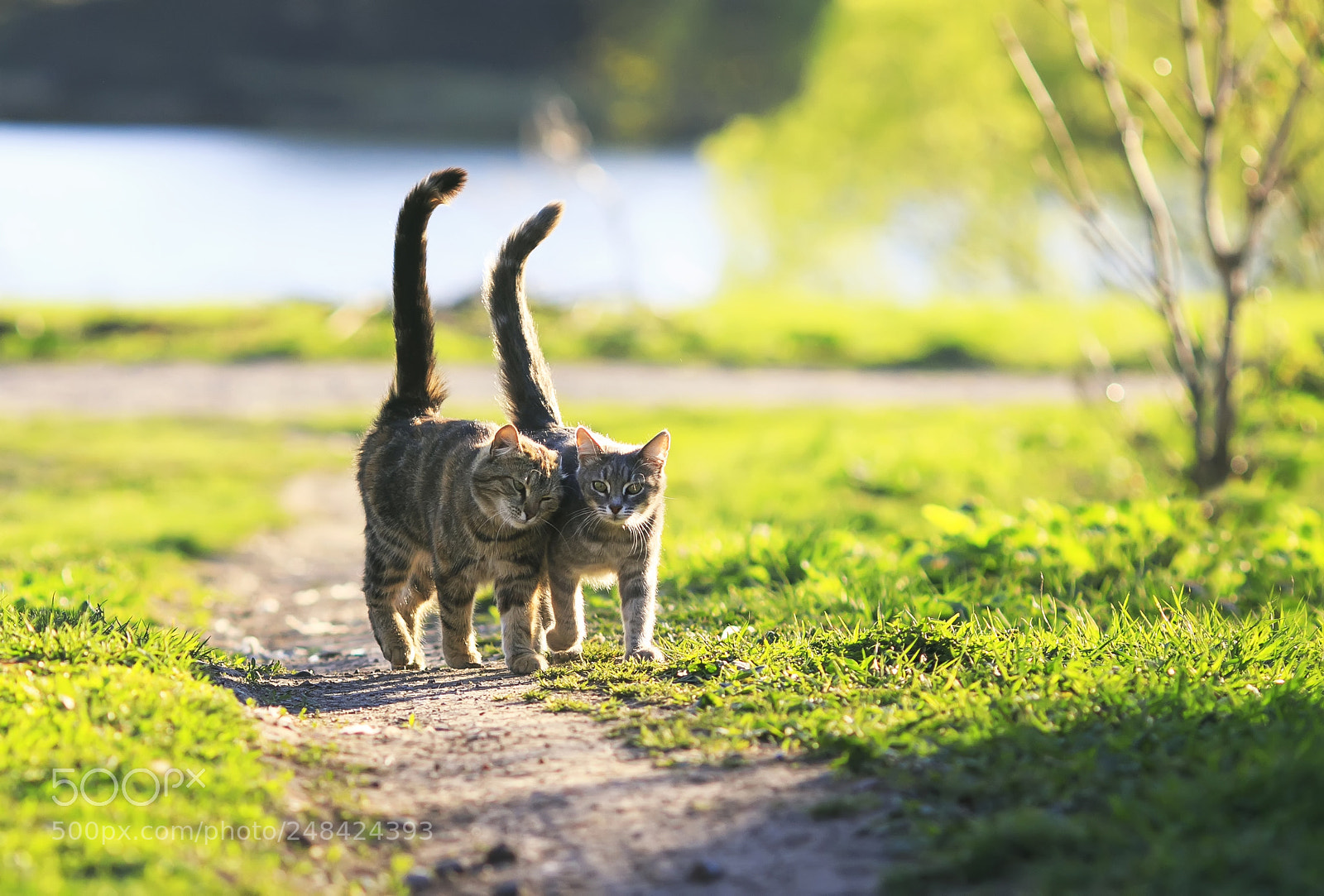Canon EOS 7D Mark II sample photo. Two cute kitten walking photography