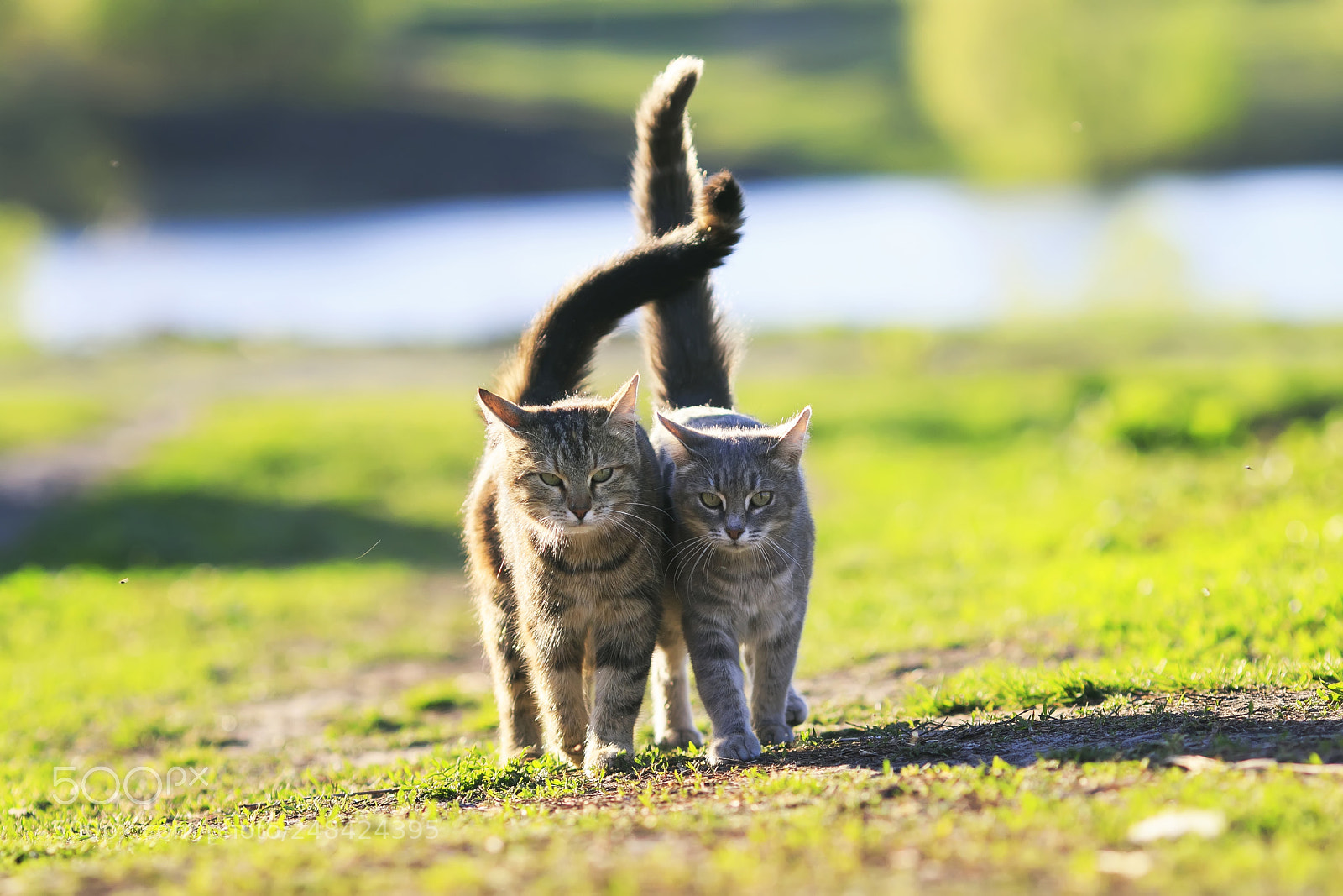 Canon EOS 7D Mark II sample photo. Two cute striped kitten photography
