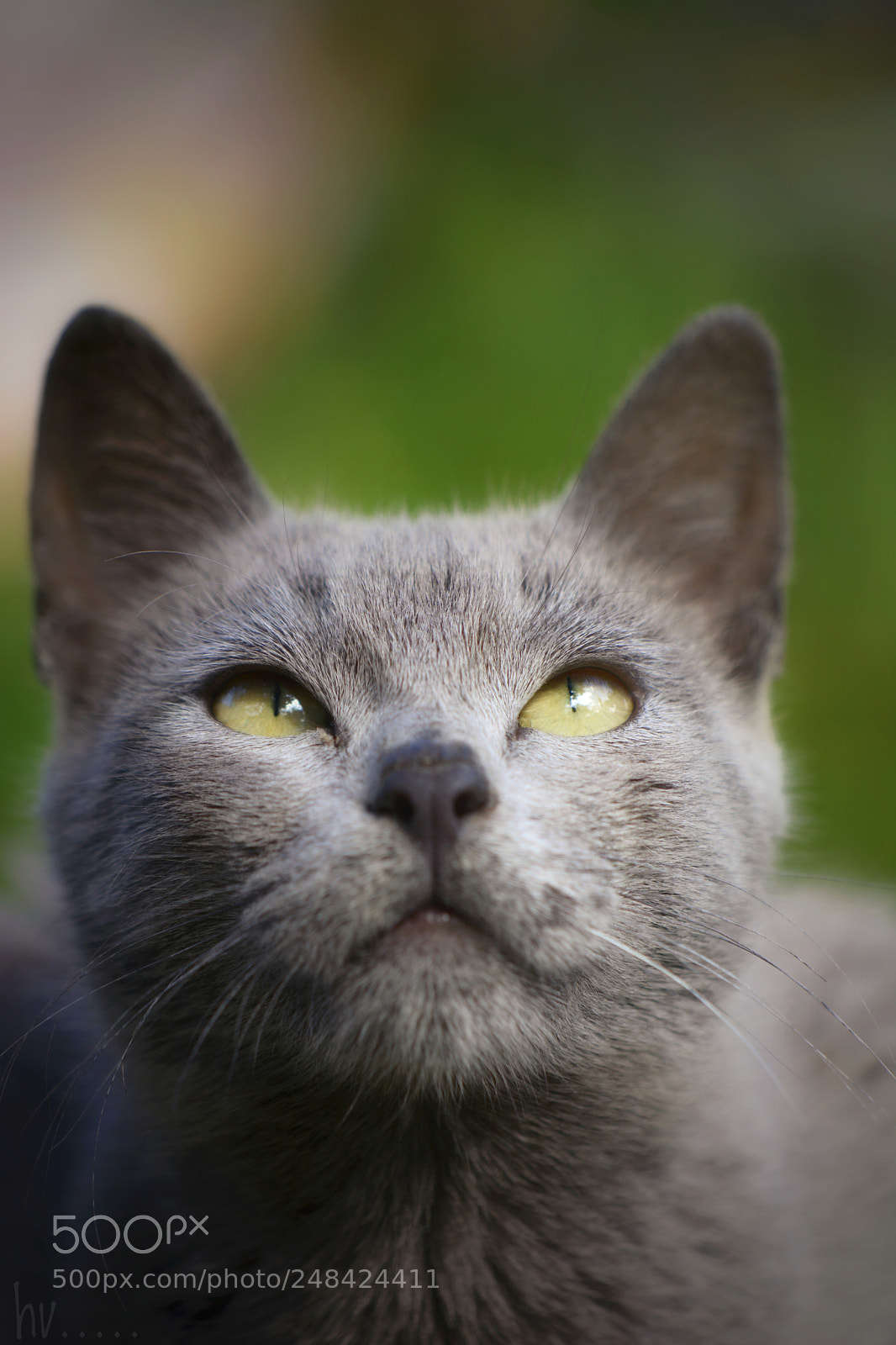 Nikon D7100 sample photo. Up photography