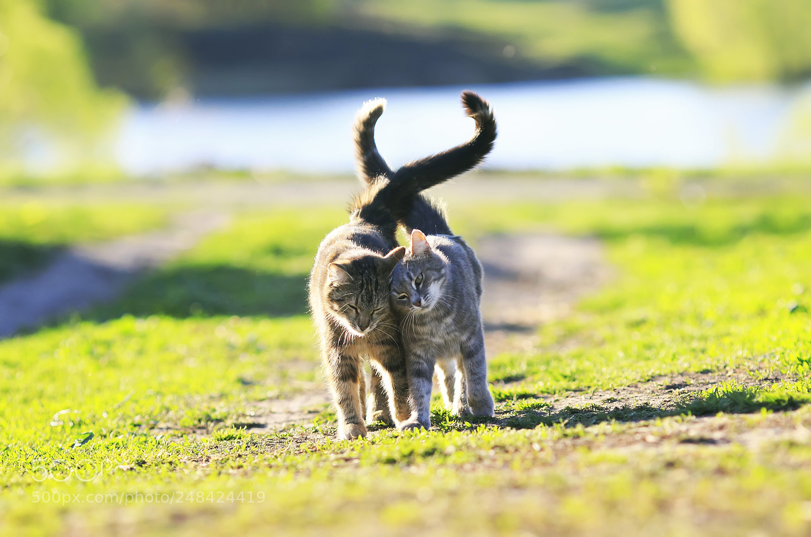 Canon EOS 7D Mark II sample photo. Two cute striped kitten photography
