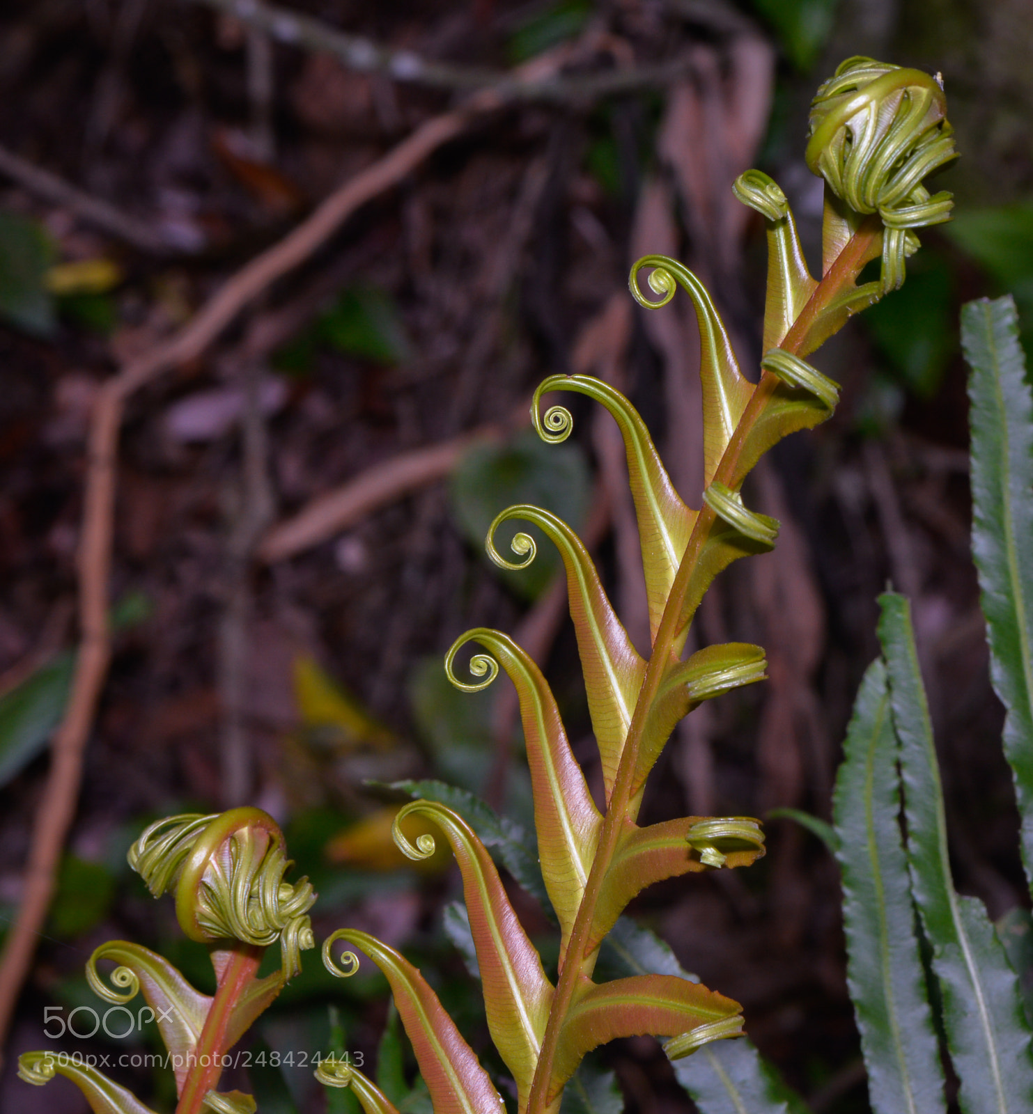 Nikon D610 sample photo. The forms of nature photography