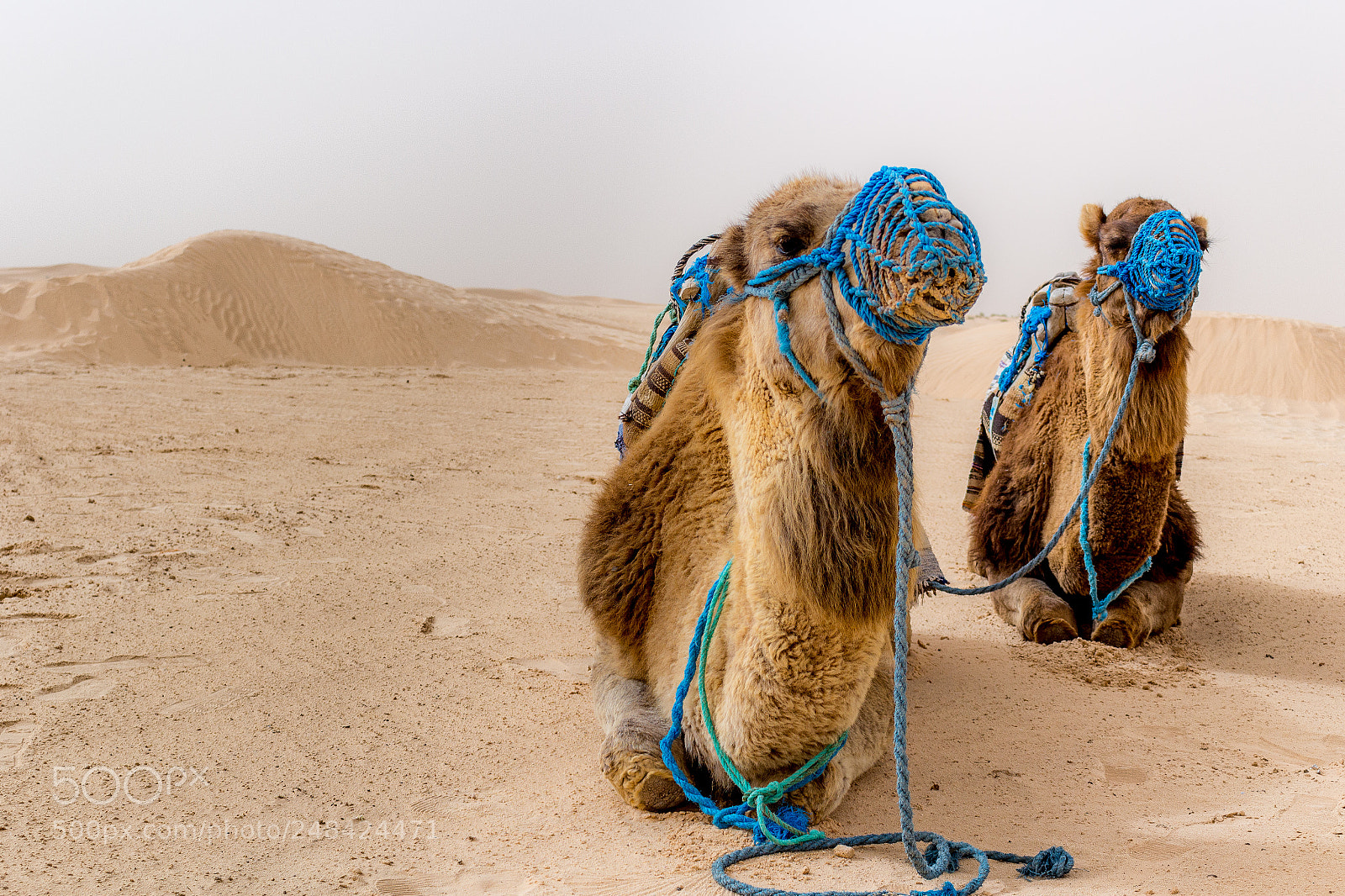 Canon EOS 100D (EOS Rebel SL1 / EOS Kiss X7) sample photo. Sahara & camels photography
