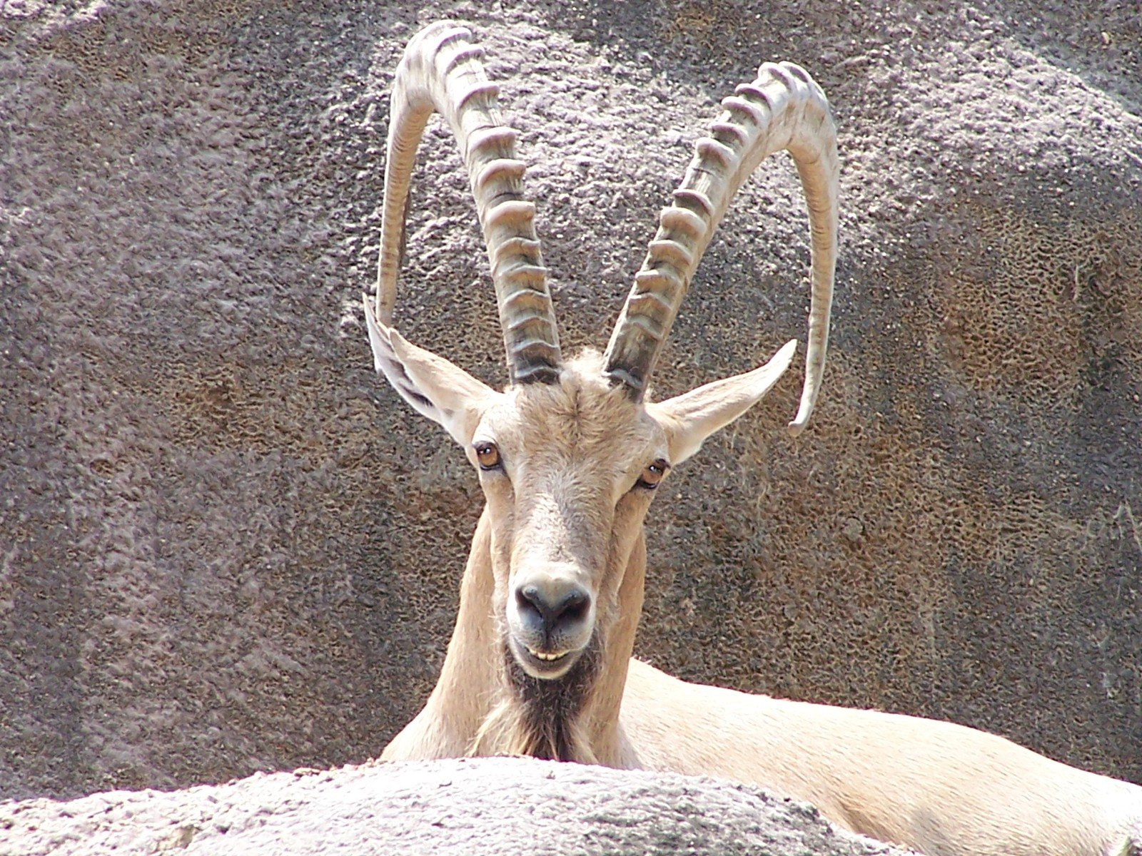 Kodak DX6490 ZOOM DIGITAL CAMERA sample photo. Nature deer | david mezrahid photography