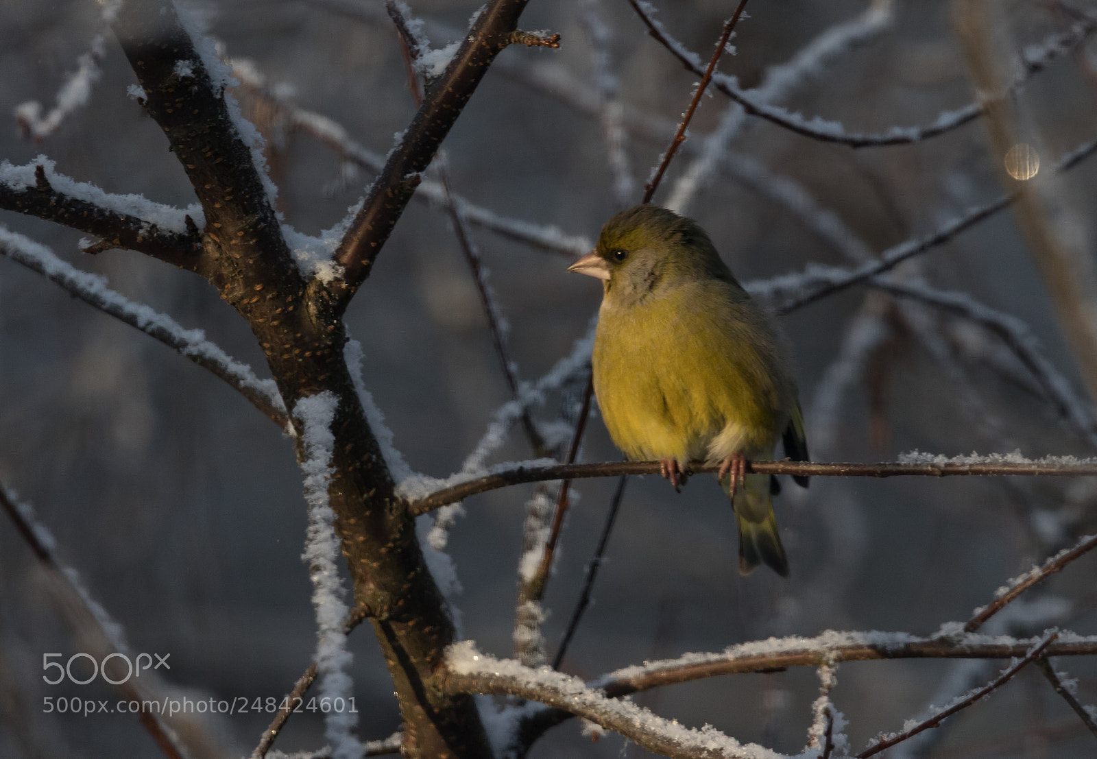 Canon EOS 7D Mark II sample photo. Carduelis chloris photography