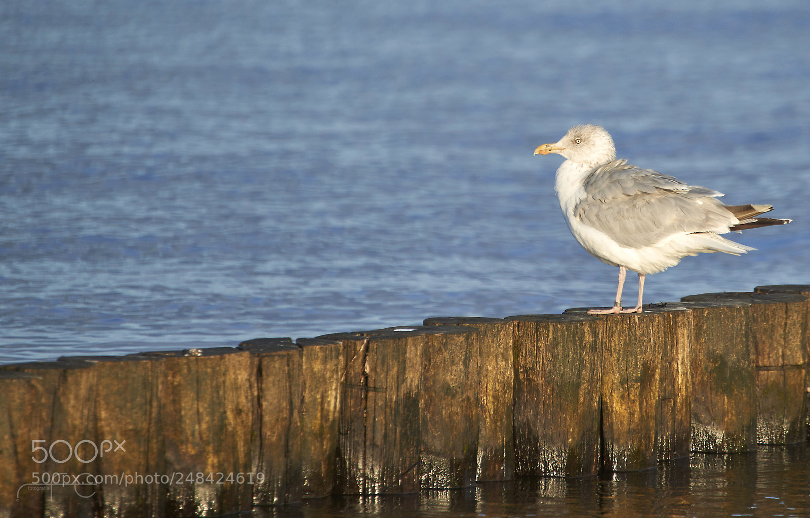 Nikon D800 sample photo. Seagull photography