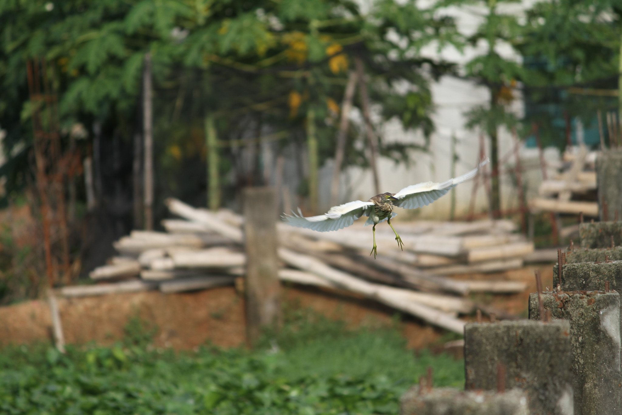 Canon EF-S 55-250mm F4-5.6 IS II sample photo