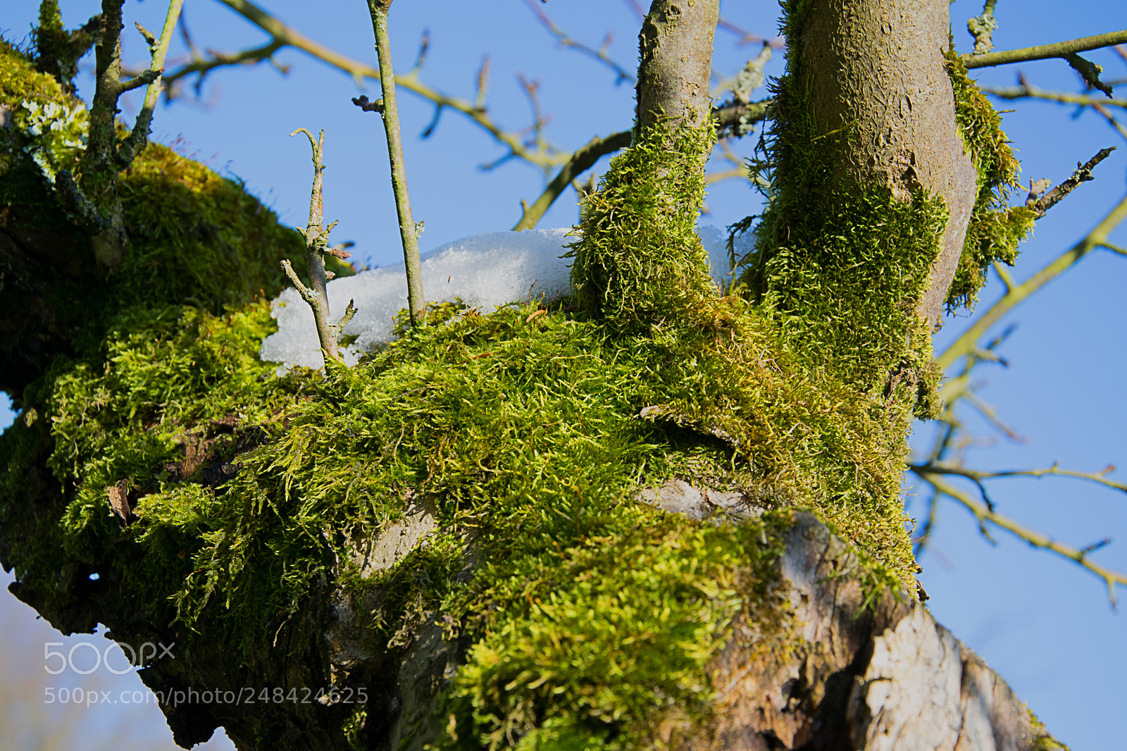 Nikon D5300 sample photo. Green white and blue photography