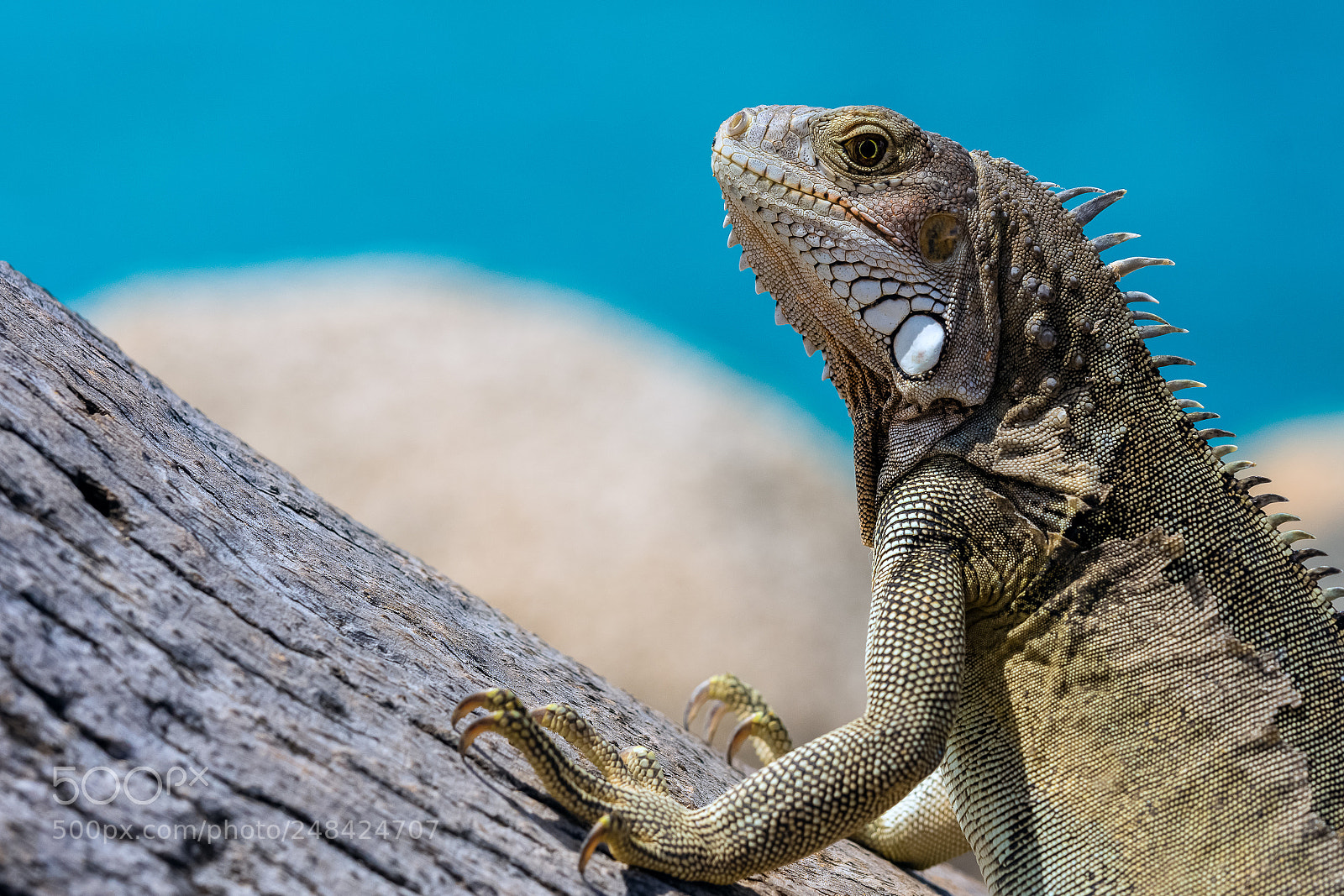Nikon D7200 sample photo. Iguana photography