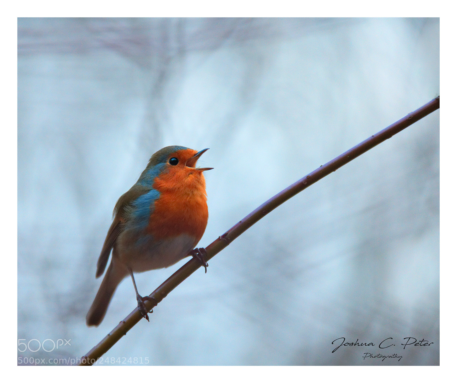 Canon EOS 6D Mark II sample photo. The small bird photography