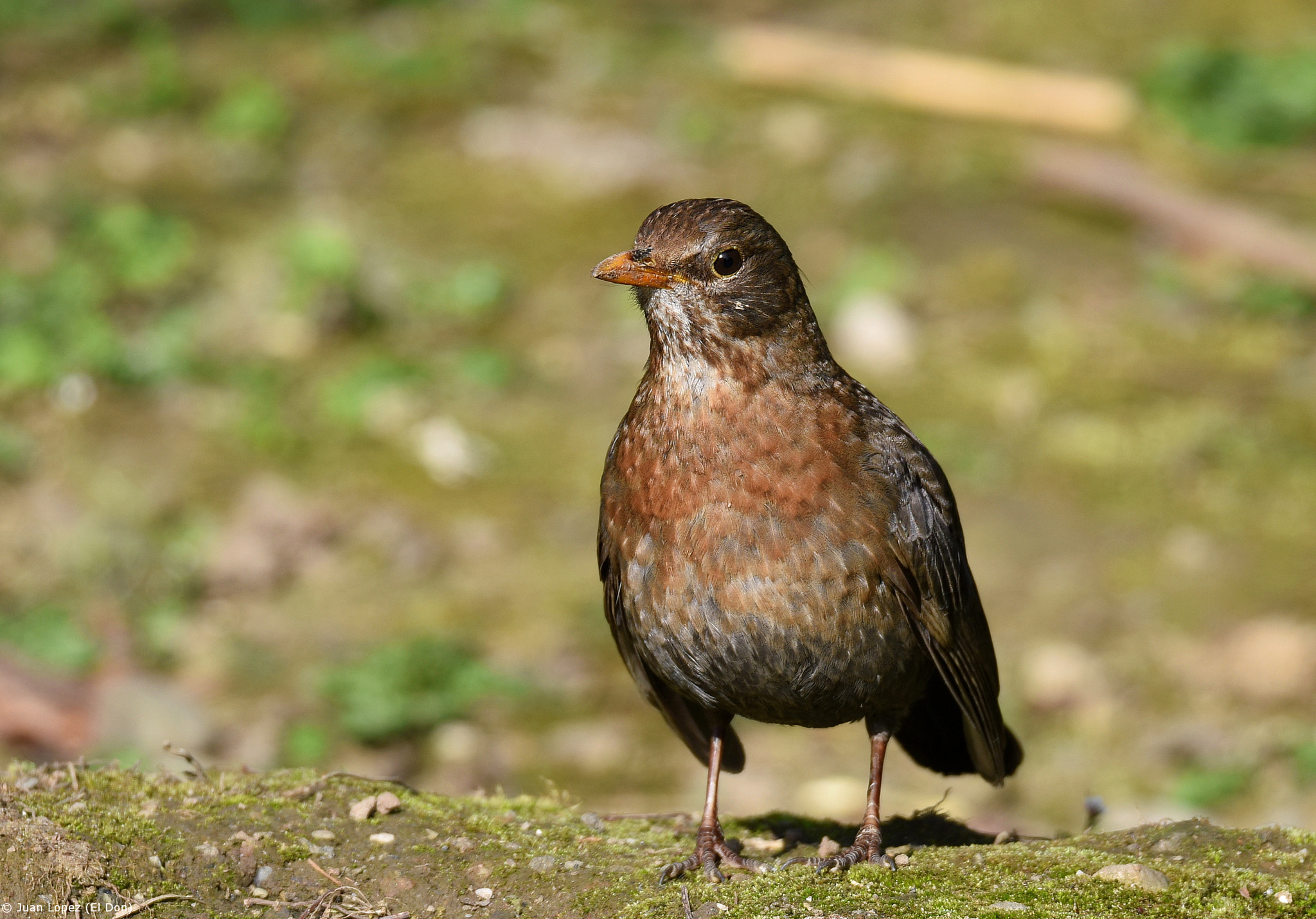 Nikon D810 + Sigma 150-600mm F5-6.3 DG OS HSM | S sample photo. Bird...satisfied....!!! photography