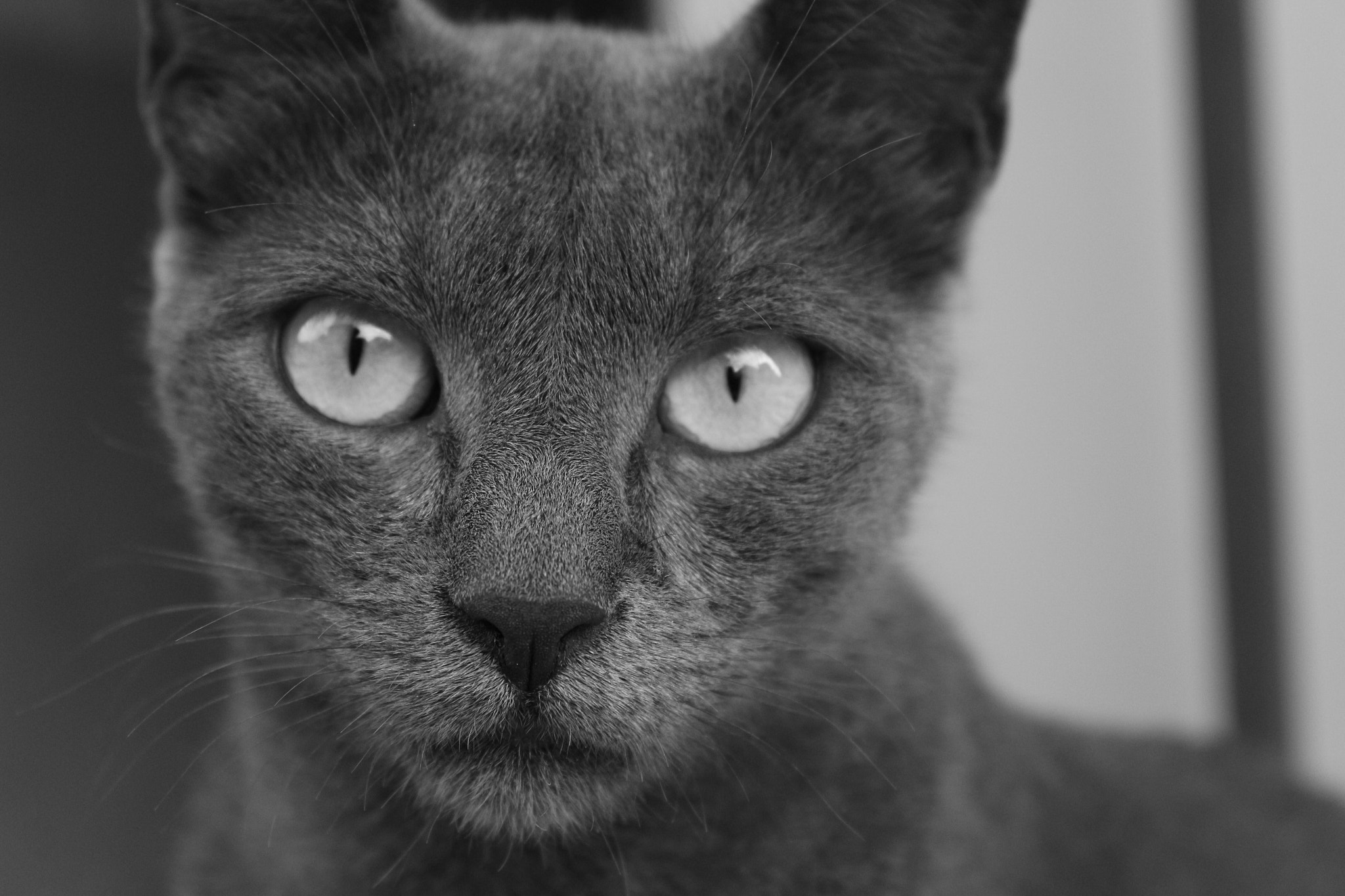 Canon EOS 650D (EOS Rebel T4i / EOS Kiss X6i) sample photo. Cat love photography