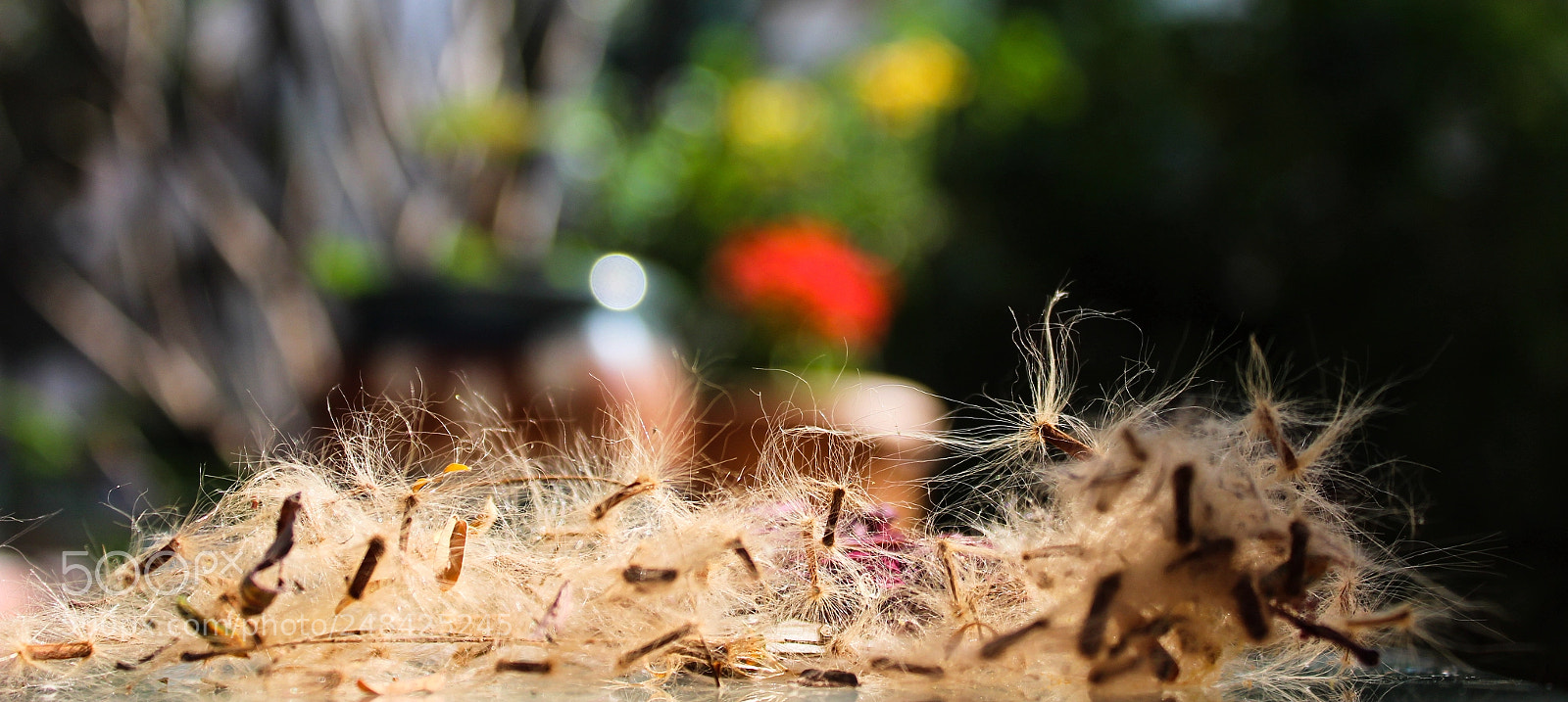 Canon EOS 600D (Rebel EOS T3i / EOS Kiss X5) sample photo. Dispersing seeds photography