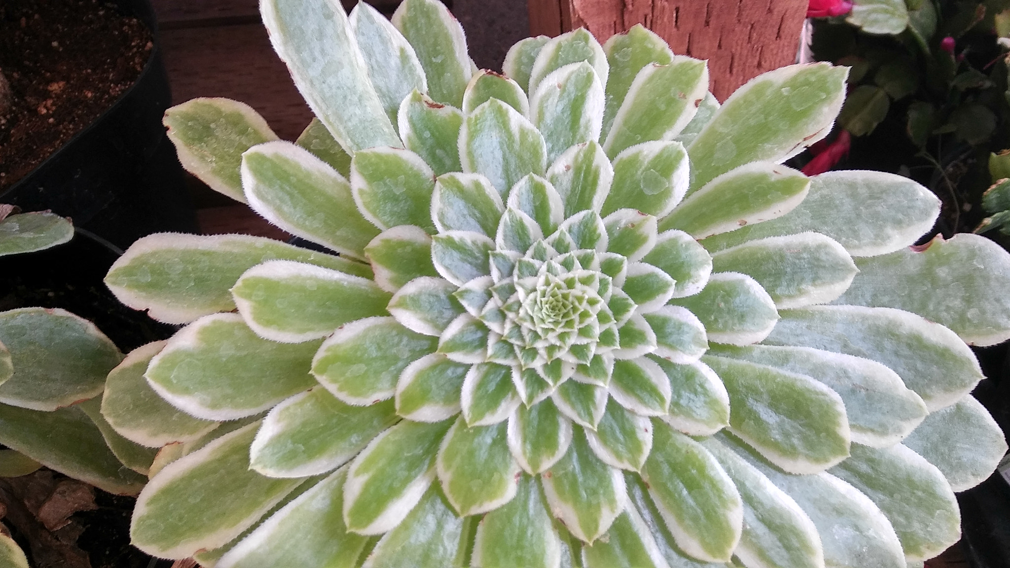 LG STYLO 2 PLUS sample photo
