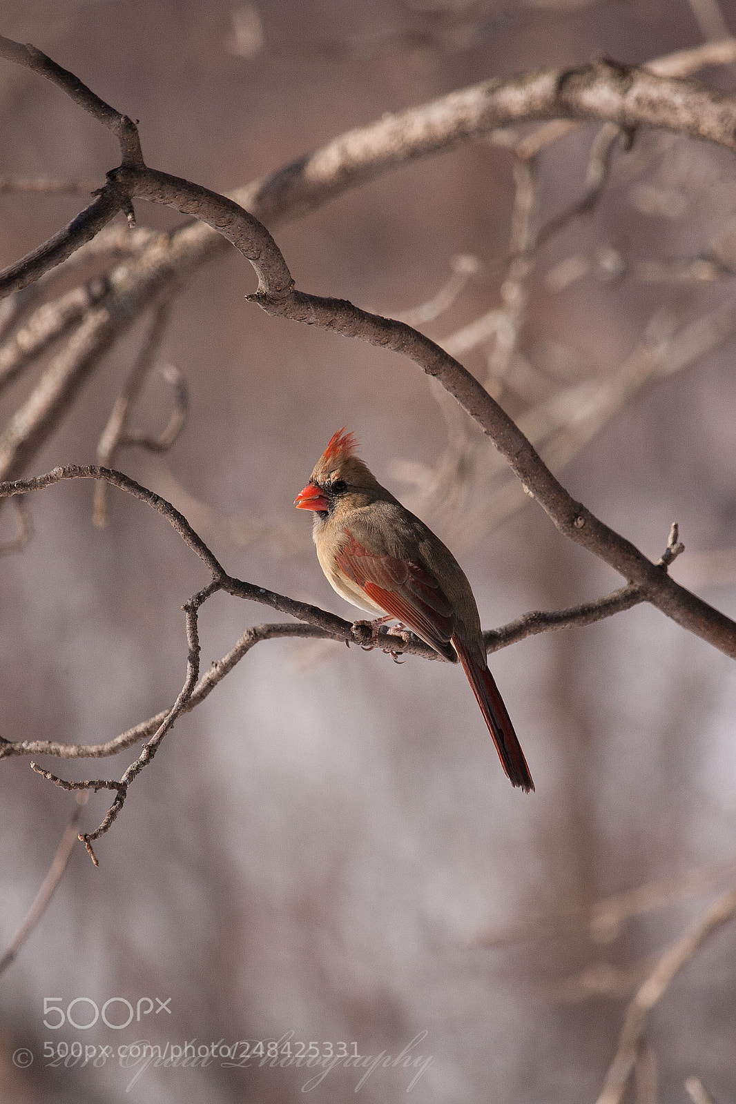 Canon EOS 5D sample photo. Female northern cardinal photography
