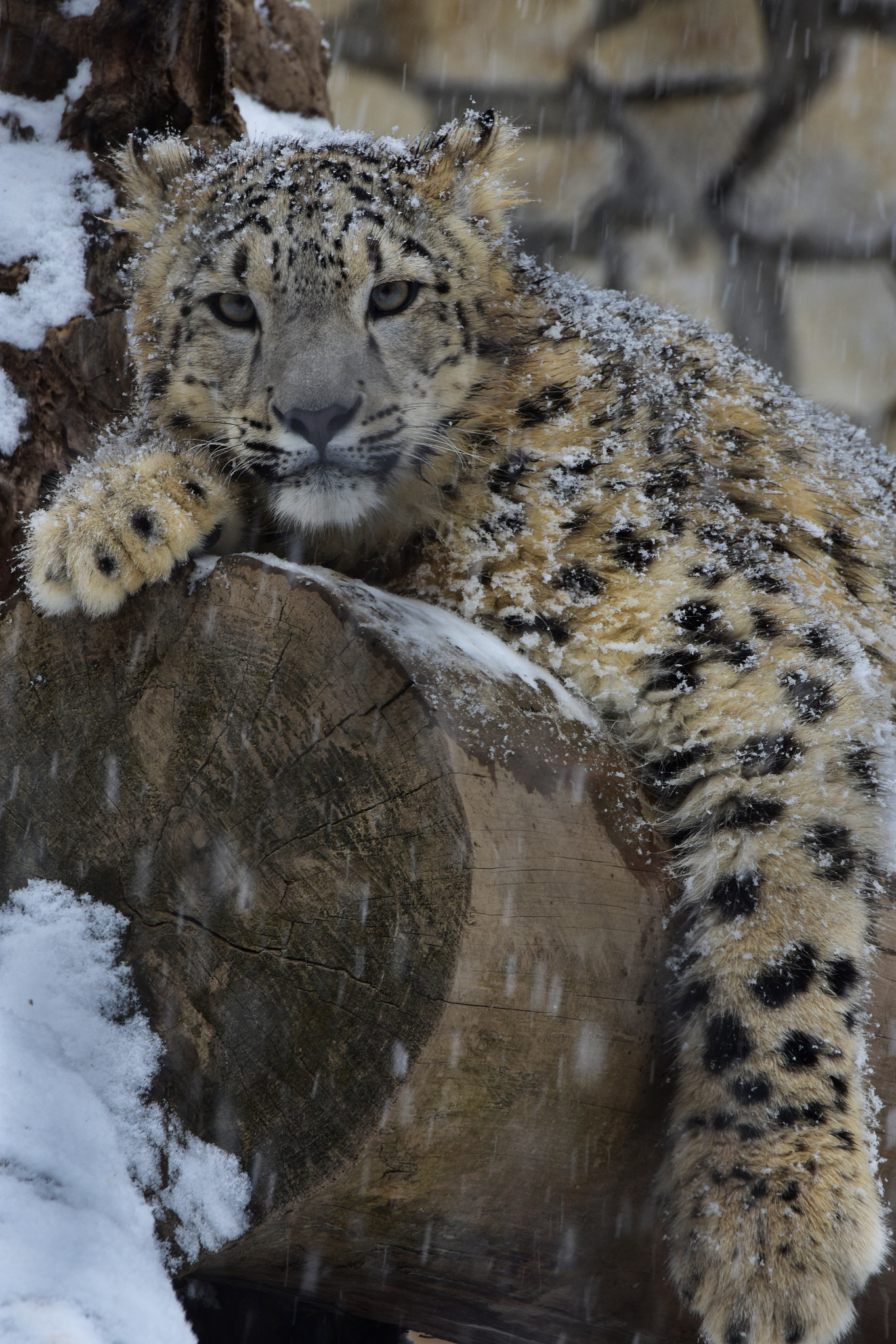 Nikon D3400 sample photo. Snow leopard photography