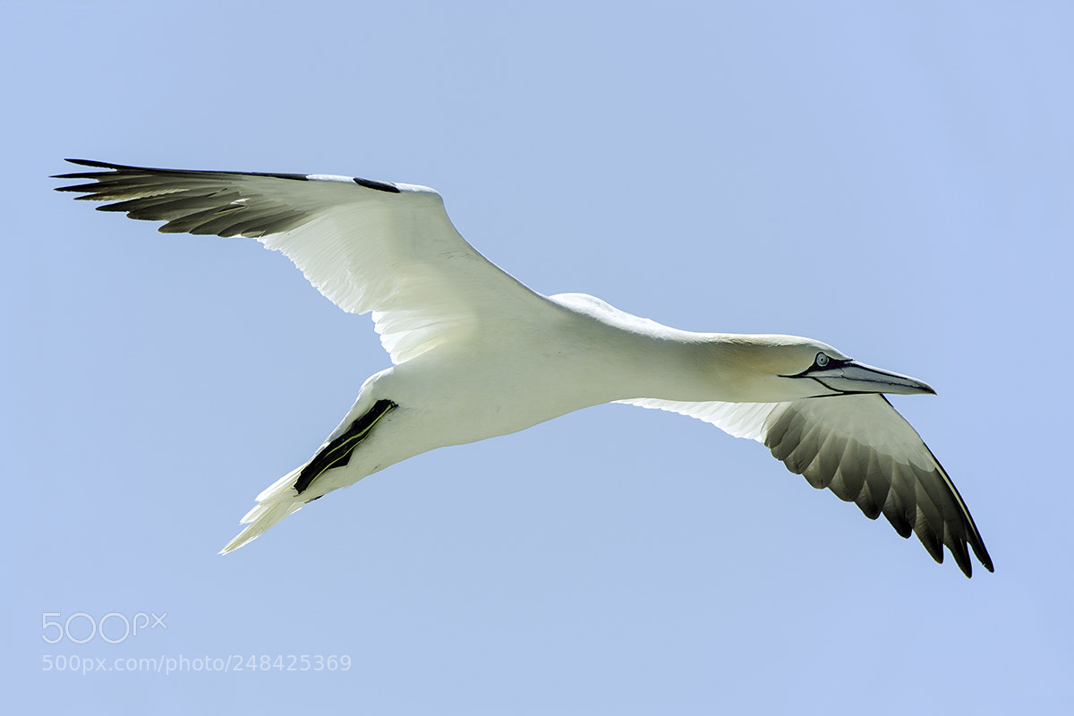 Nikon D600 sample photo. Northern gannet morus bassanus photography