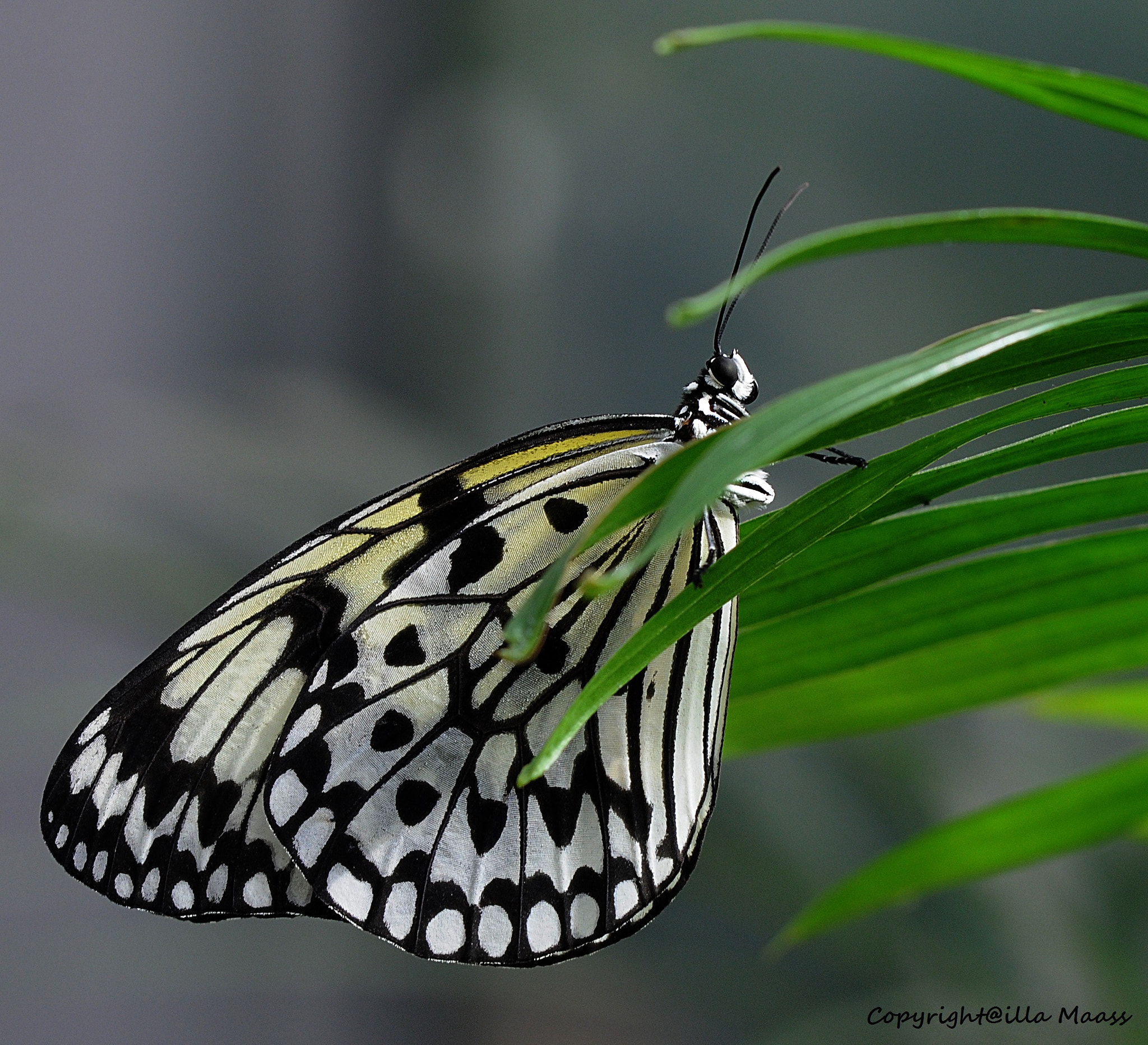 Nikon D300 sample photo. Butterfly photography
