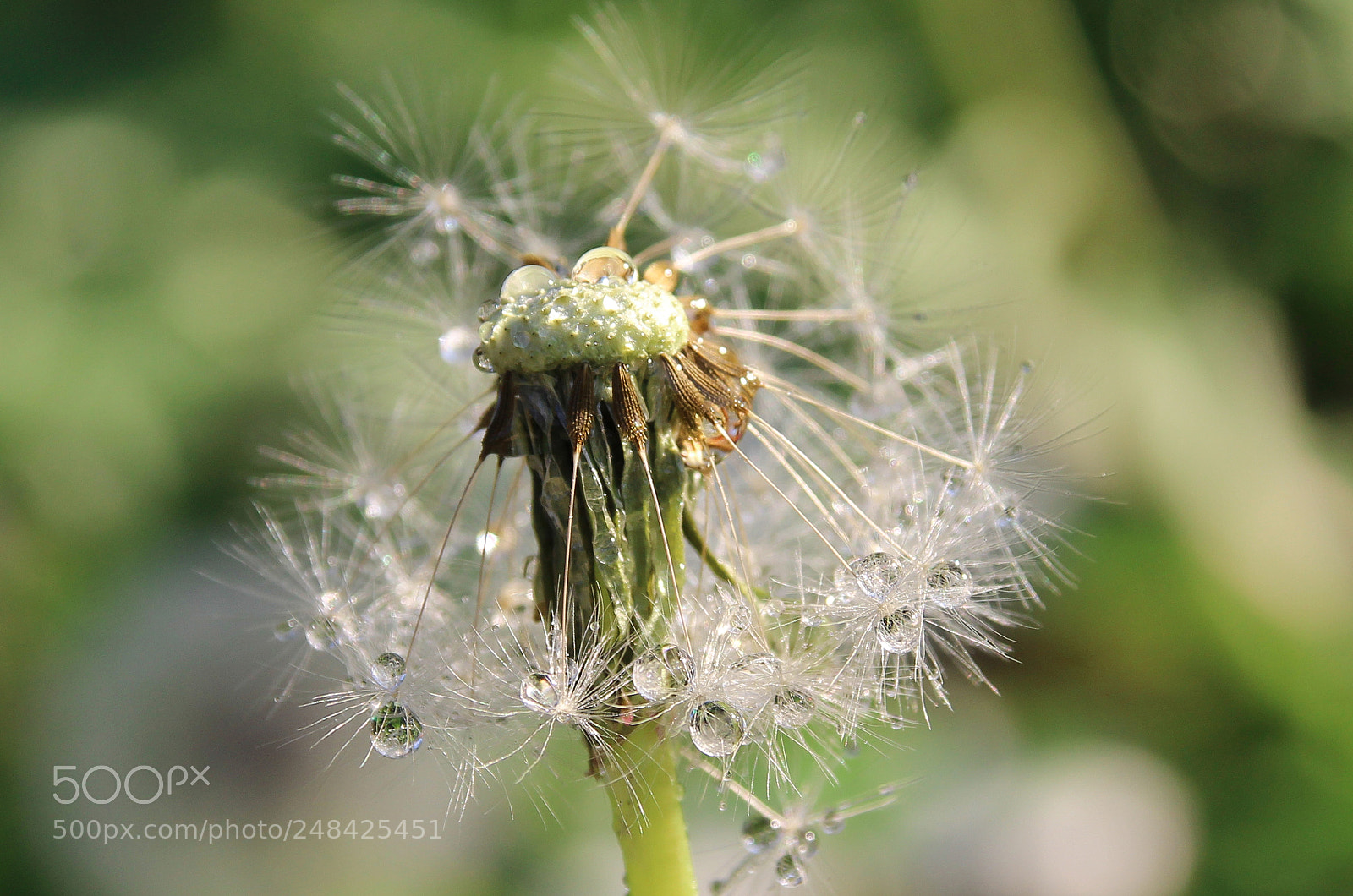 Canon EOS 600D (Rebel EOS T3i / EOS Kiss X5) sample photo. Dandelion and drops. photography