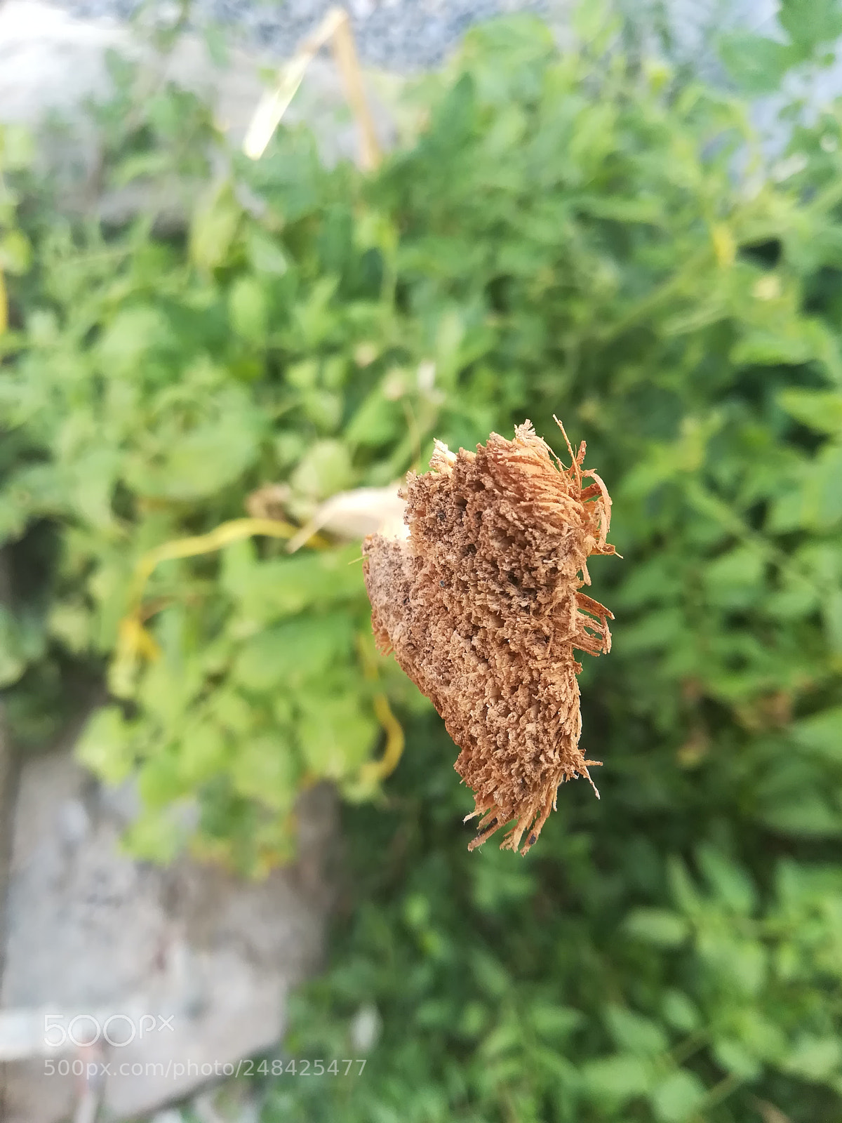 HUAWEI P10 lite sample photo. P10 lite camera test photography