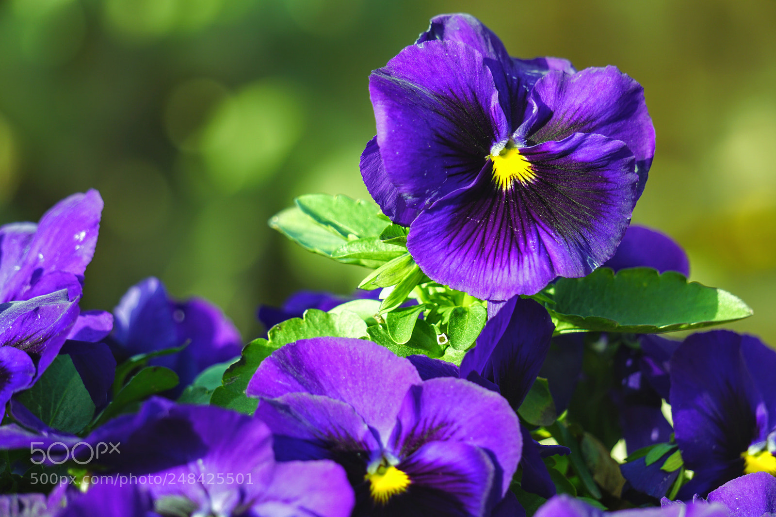 Sony a6000 sample photo. Blooming flowers photography