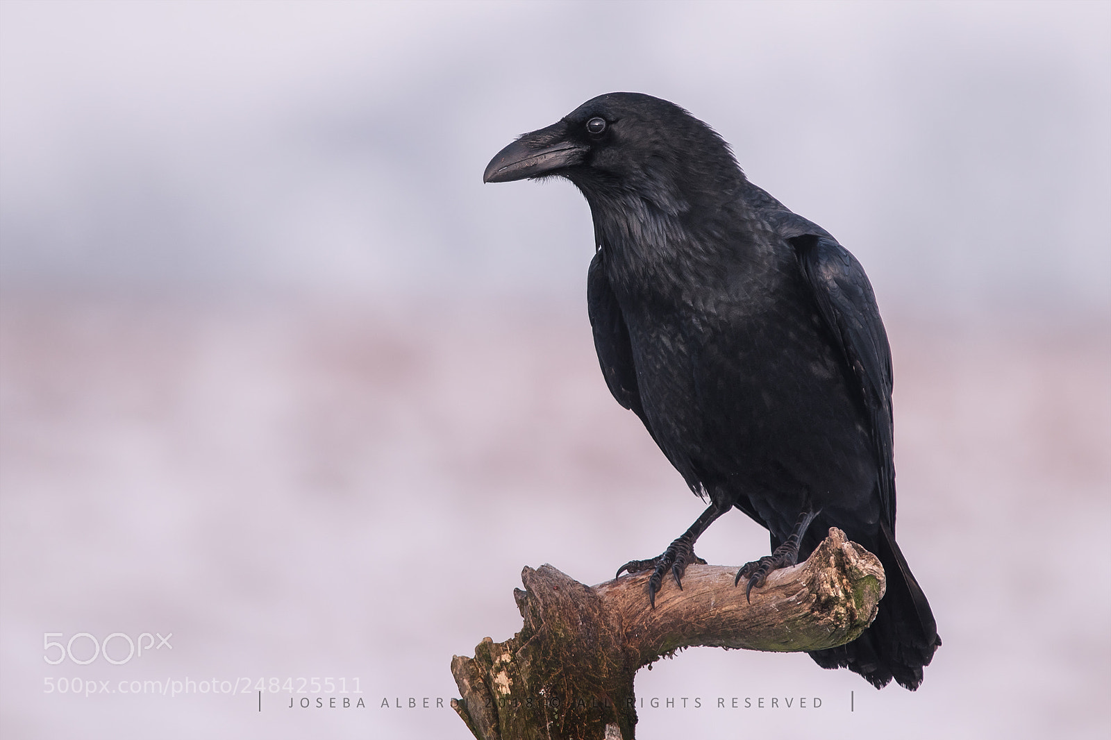 Nikon D5500 sample photo. Raven photography