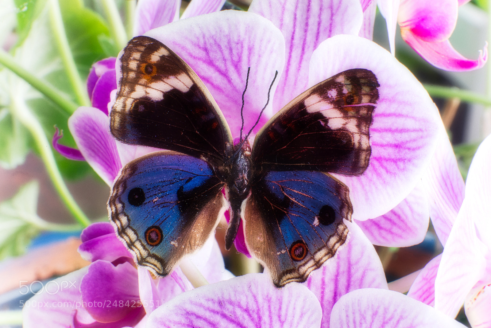 Pentax K-1 sample photo. Butterfly photography