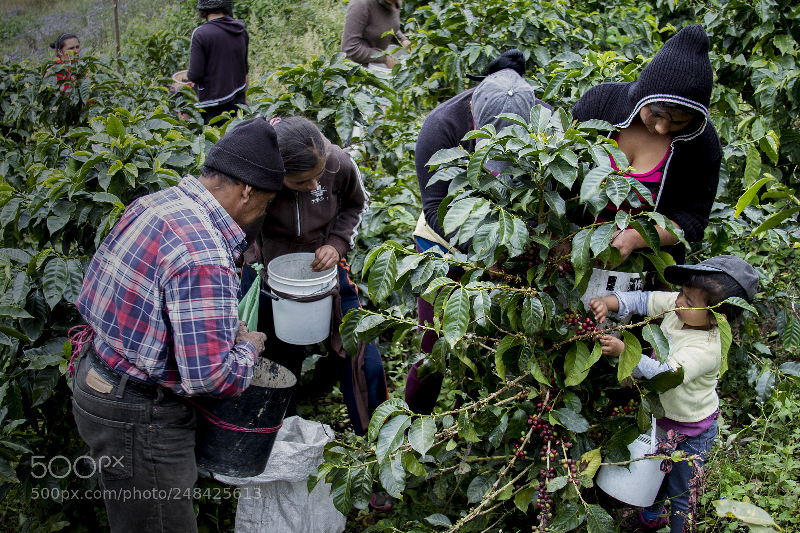 Canon EOS 7D sample photo. Coffee farmers photography