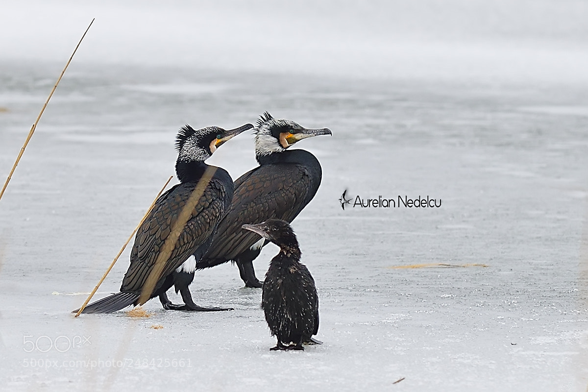 Nikon D610 sample photo. Cormorant family on ice photography