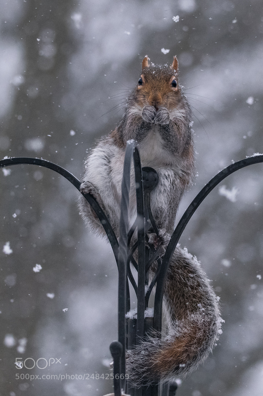 Nikon D850 sample photo. Brrrrr cold paws photography