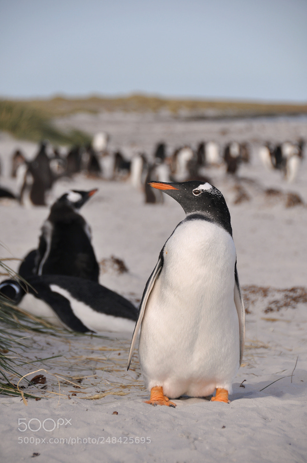 Nikon D90 sample photo. Gentoo photography