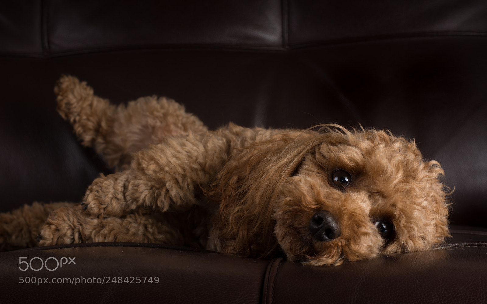 Nikon D7200 sample photo. Poodle toy posing for photography
