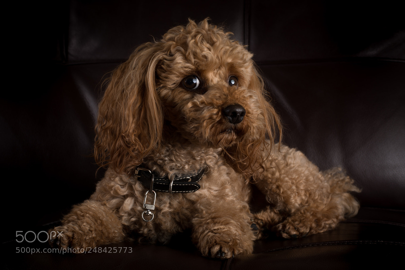 Nikon D7200 sample photo. Poodle toy posing for photography
