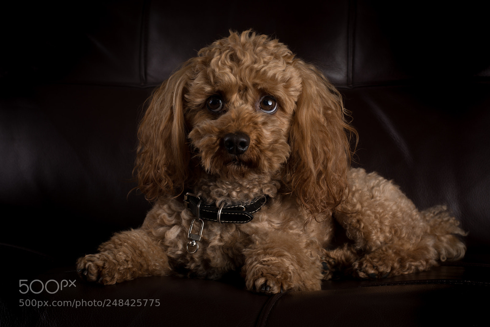 Nikon D7200 sample photo. Poodle toy posing for photography