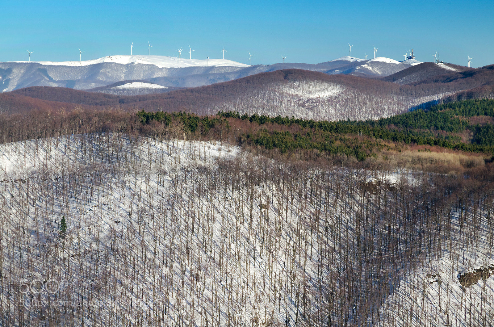 Nikon D5100 sample photo. Forest photography