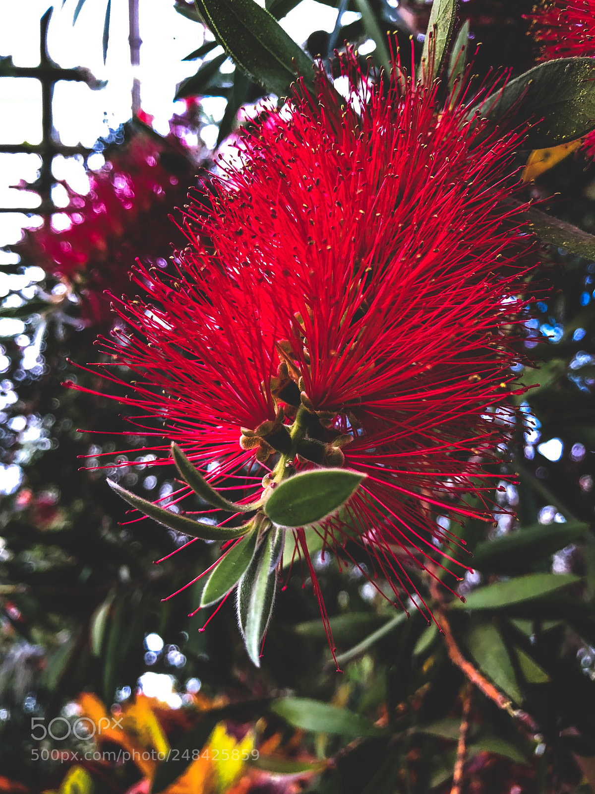 Apple iPhone 8 sample photo. Spiked photography