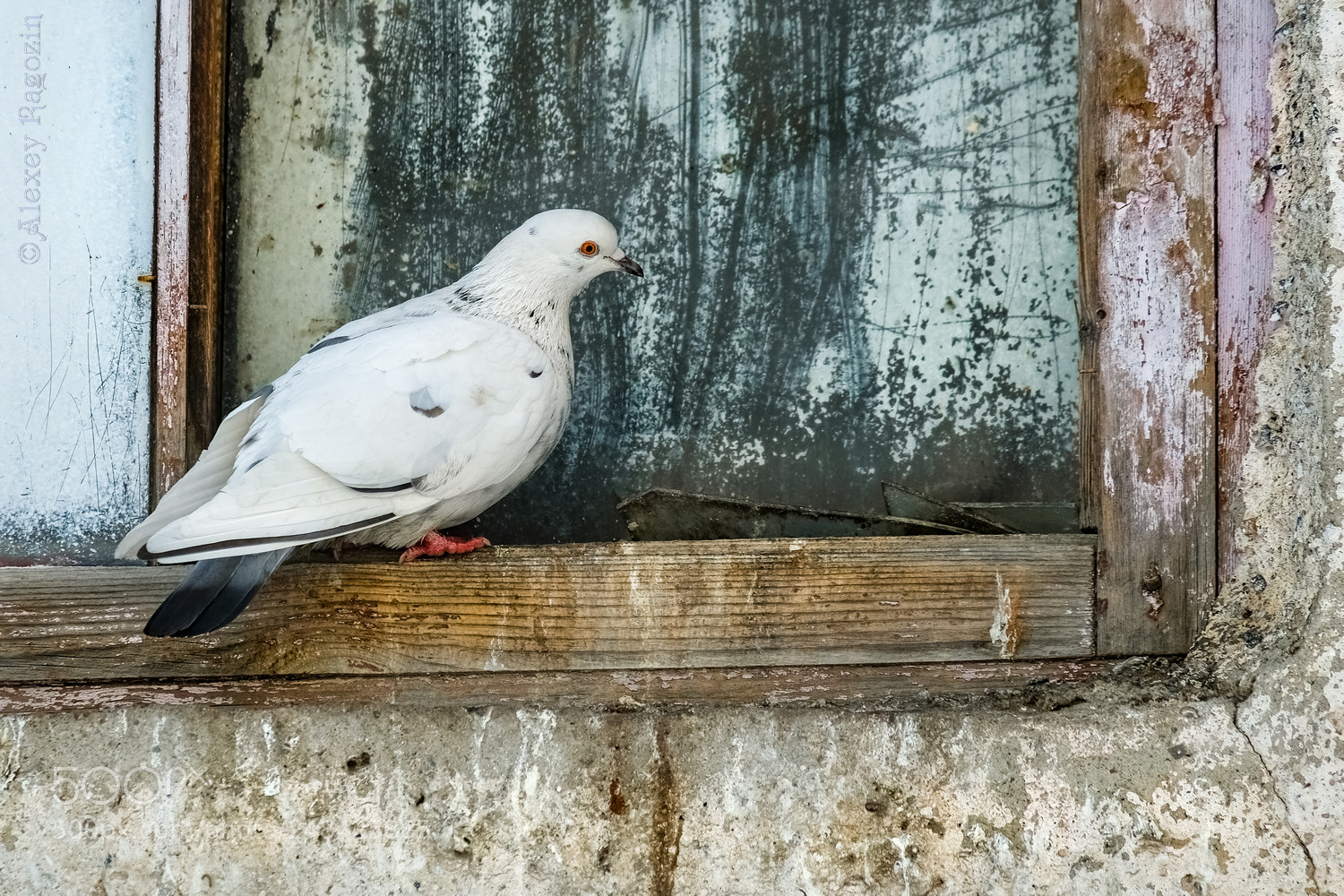 Fujifilm X-T2 sample photo. Windows photography