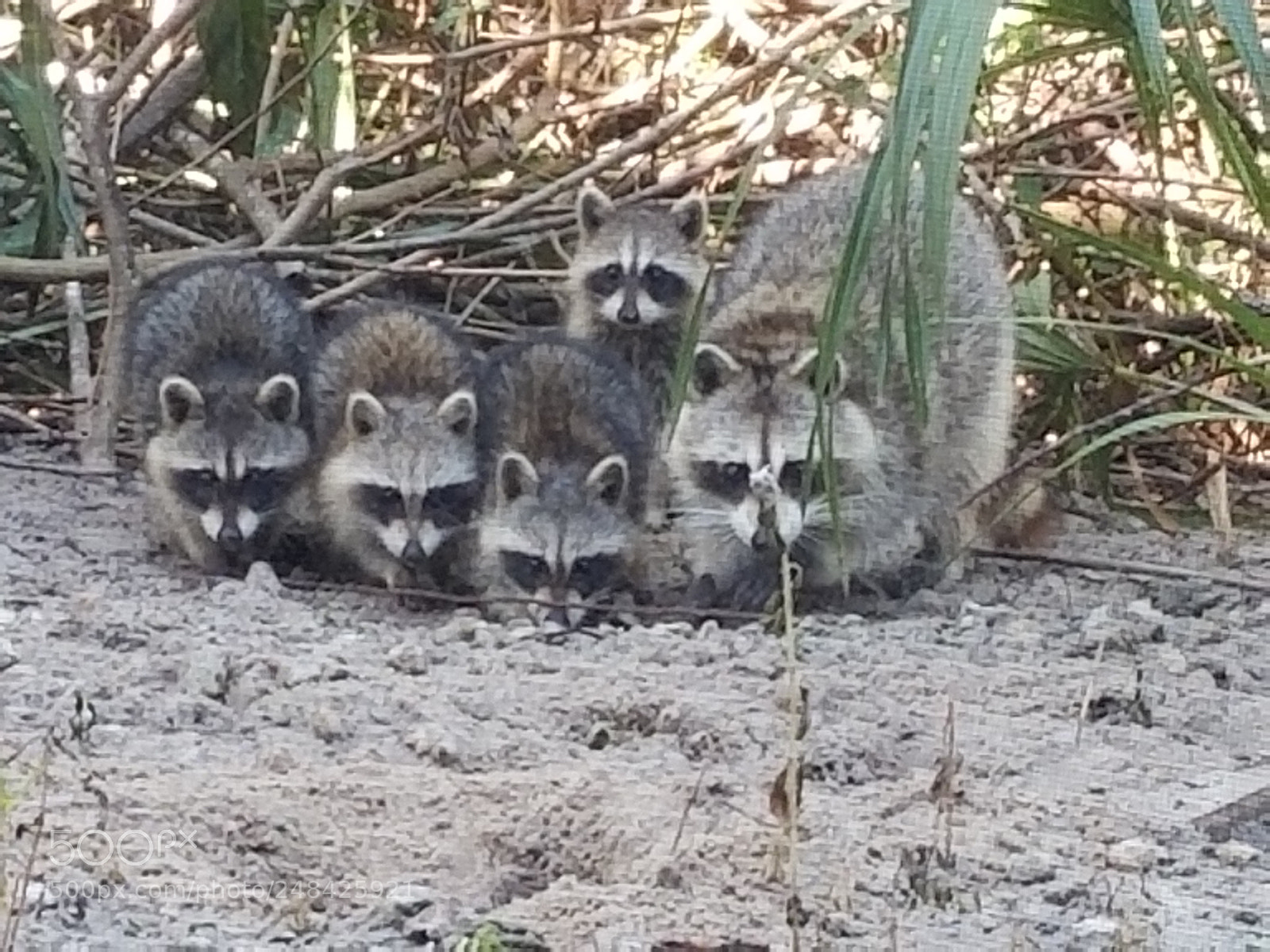 Samsung Galaxy S8+ sample photo. Racoon family photography