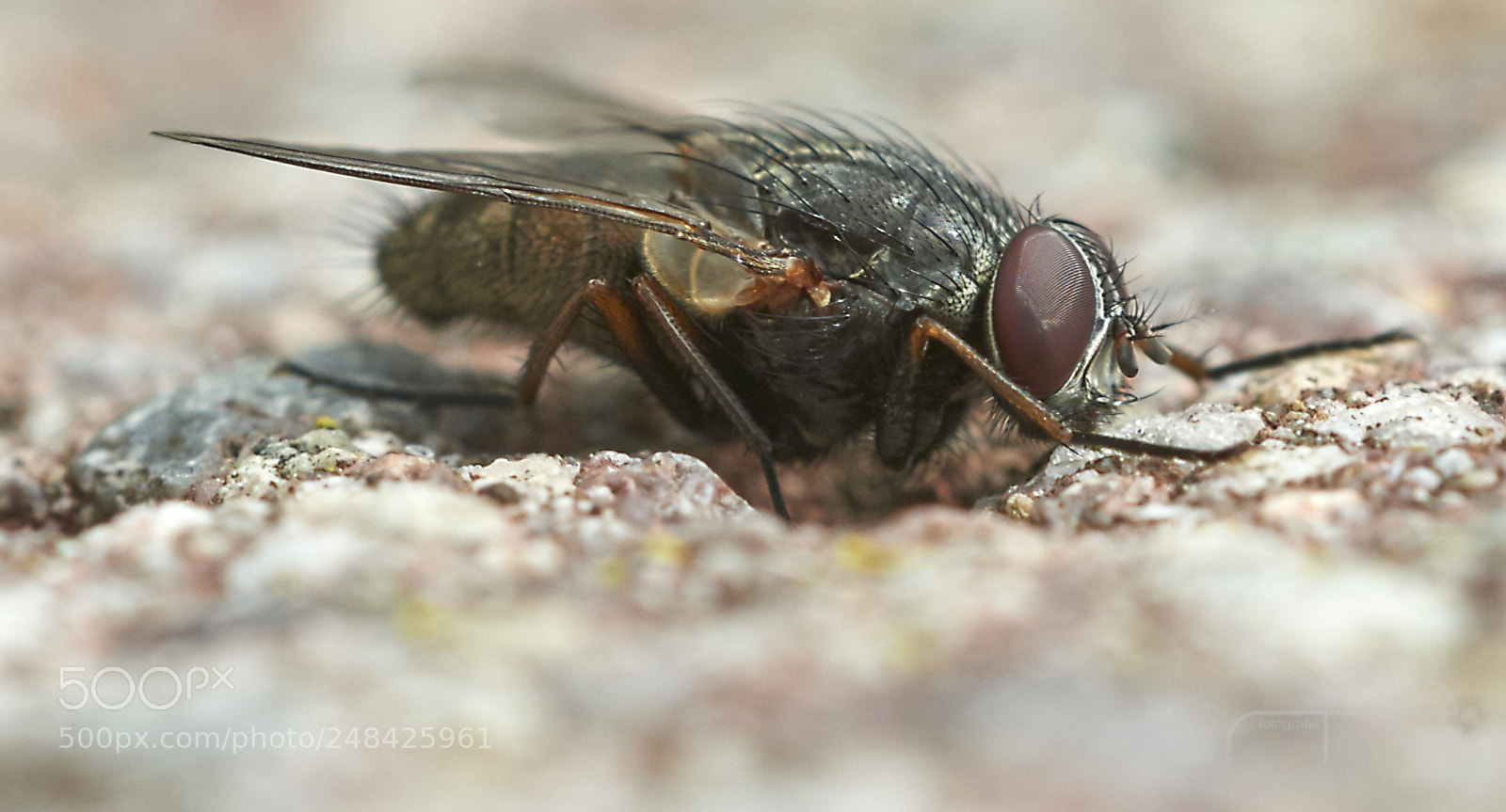 Nikon D800 sample photo. Fly photography