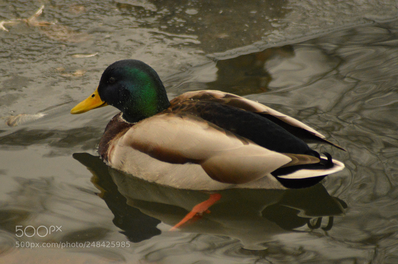 Nikon D3200 sample photo. Duck in the water photography