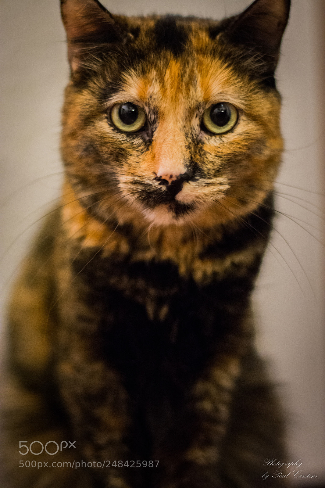Nikon D7200 sample photo. Kitty photography
