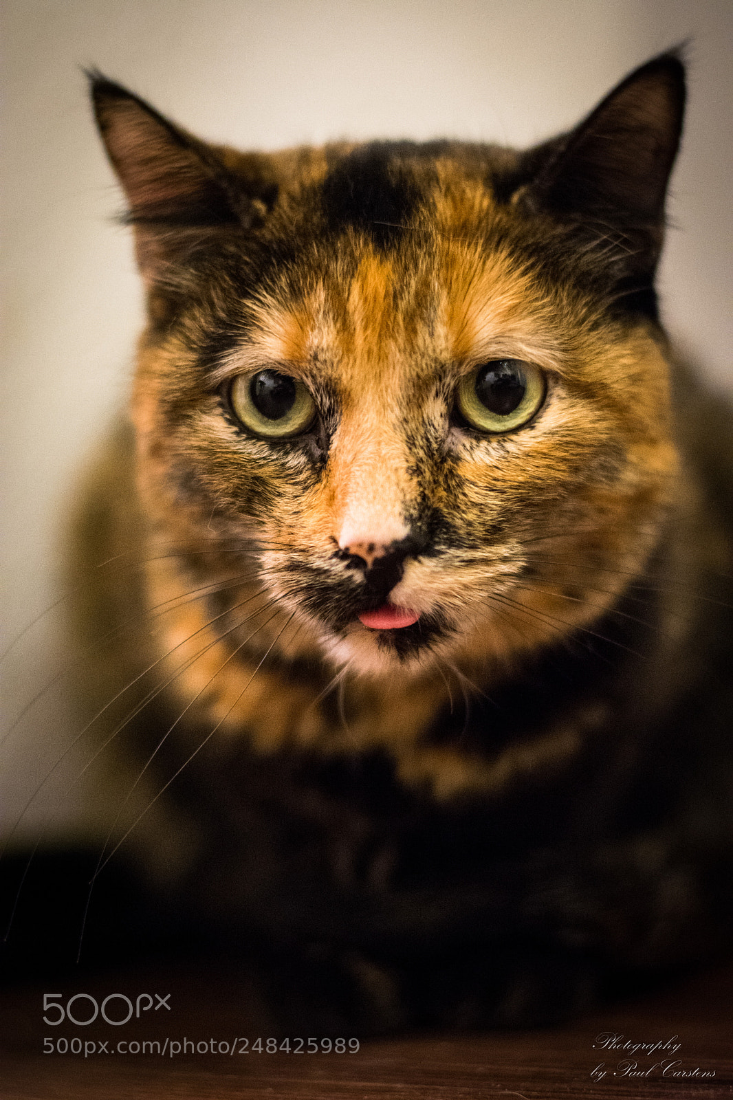 Nikon D7200 sample photo. Miau photography