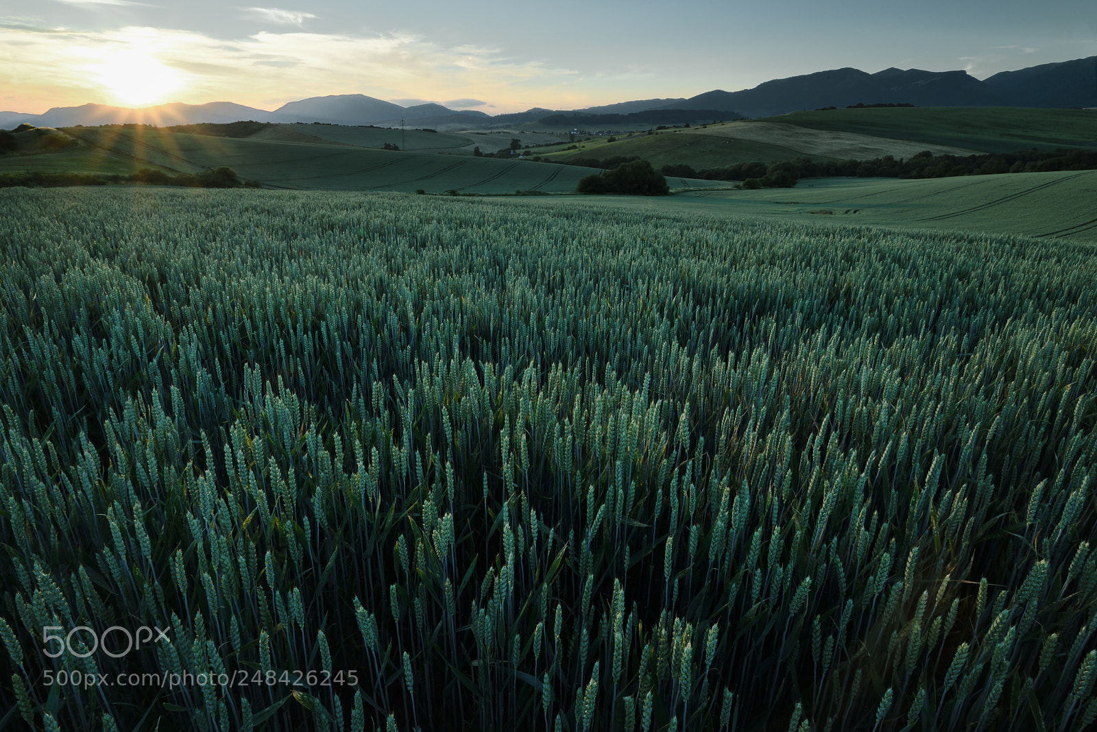 Nikon D610 sample photo. Wheat photography