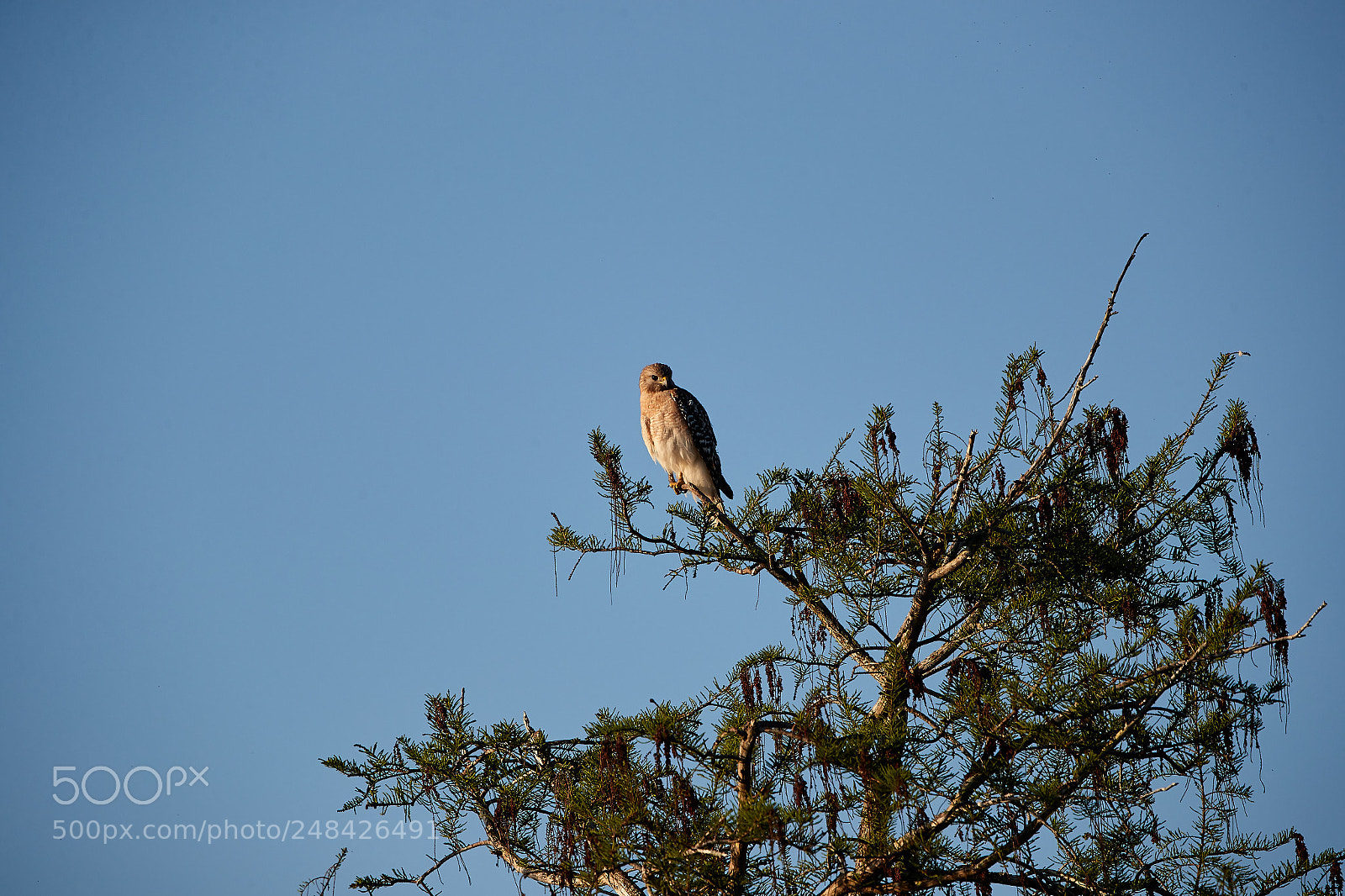 Canon EOS-1D X Mark II sample photo. 03-06-18-0006417.jpg photography