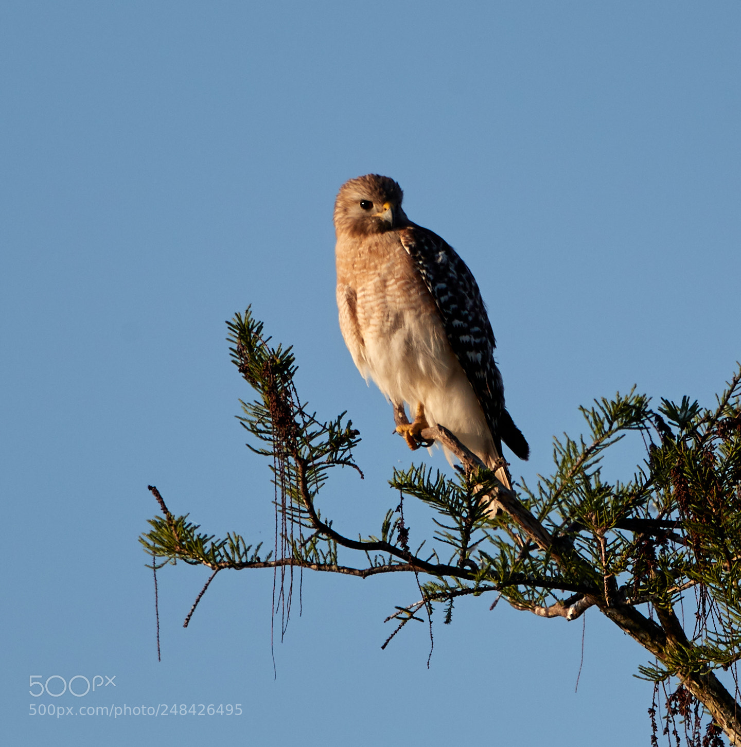 Canon EOS-1D X Mark II sample photo. 03-06-18-0006416.jpg photography