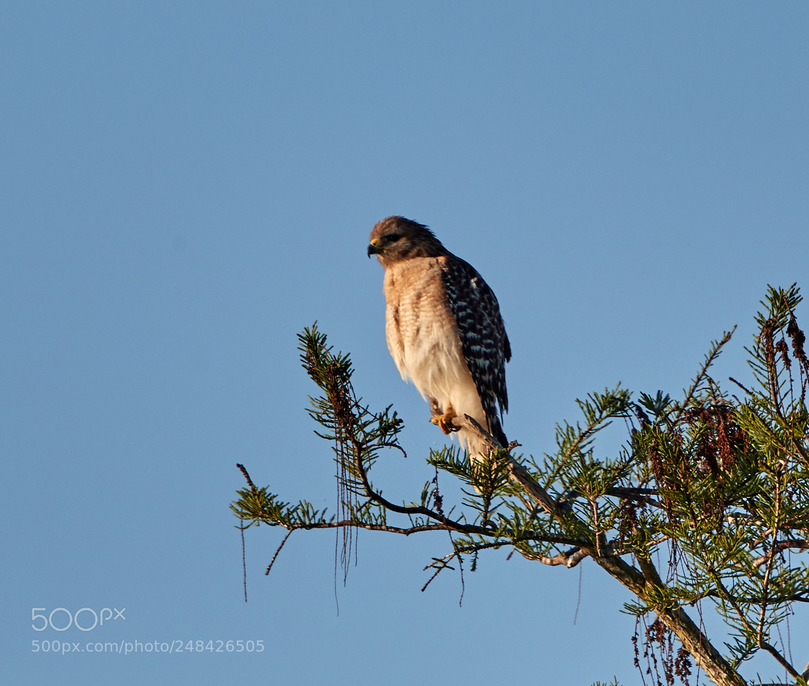 Canon EOS-1D X Mark II sample photo. 03-06-18-0006411.jpg photography